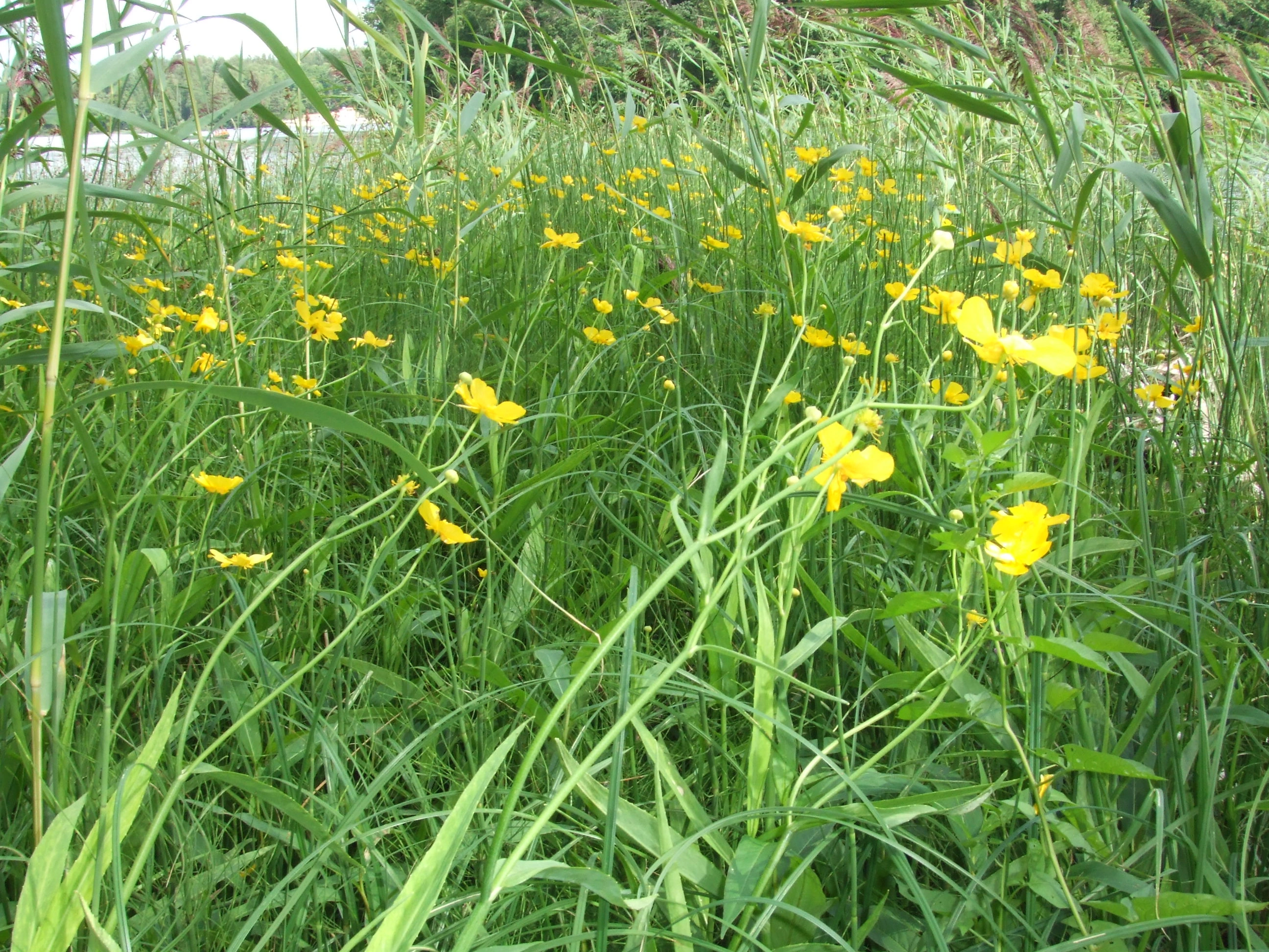 : Ranunculus lingua.