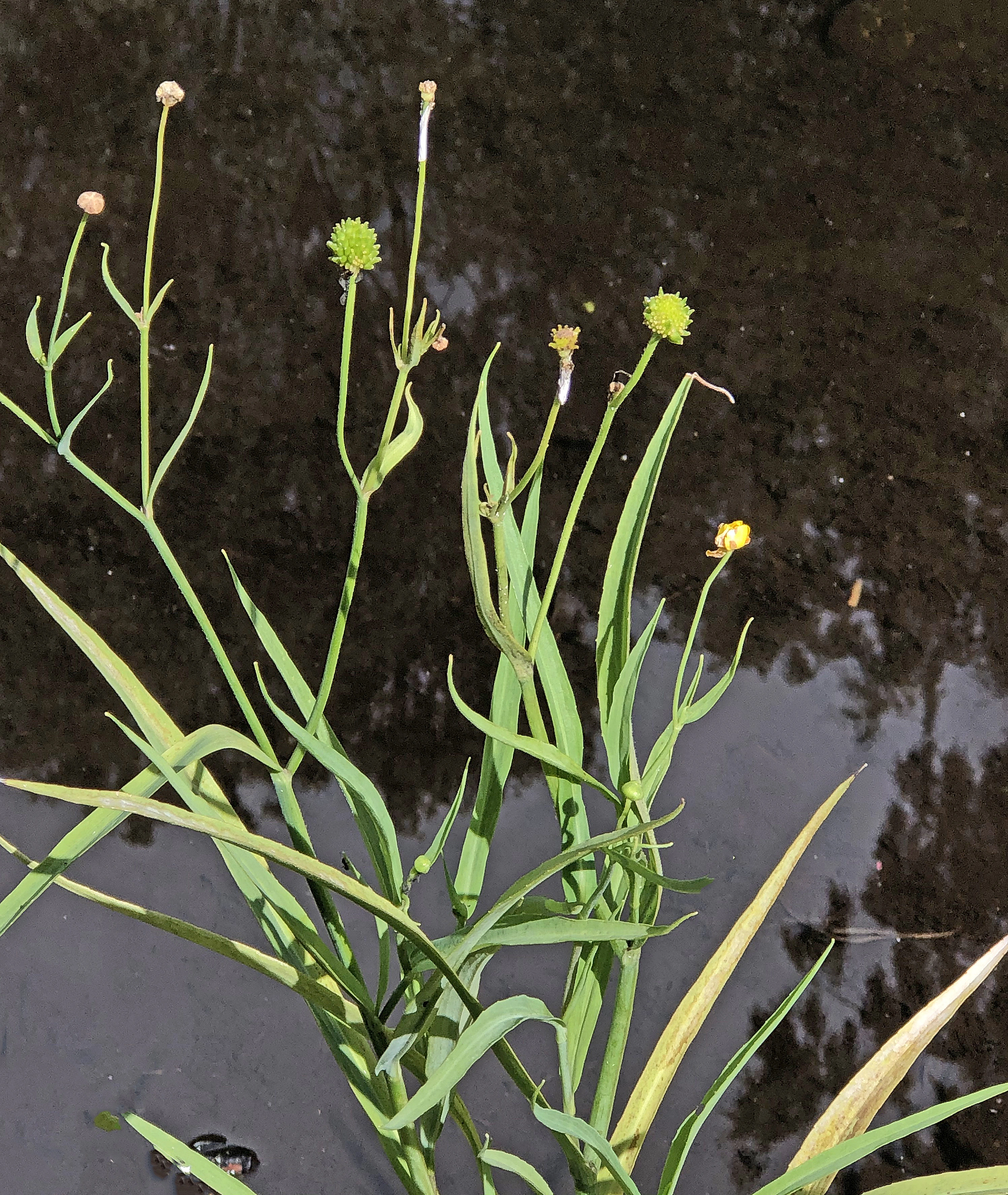 : Ranunculus lingua.