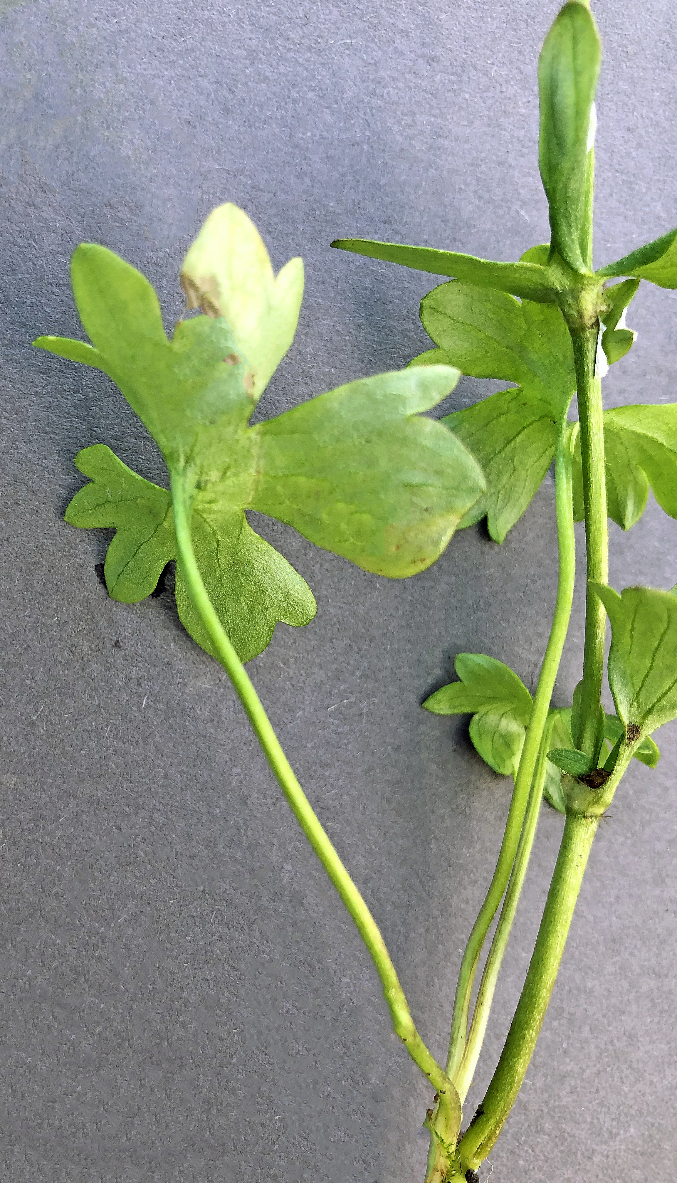 : Ranunculus nivalis.