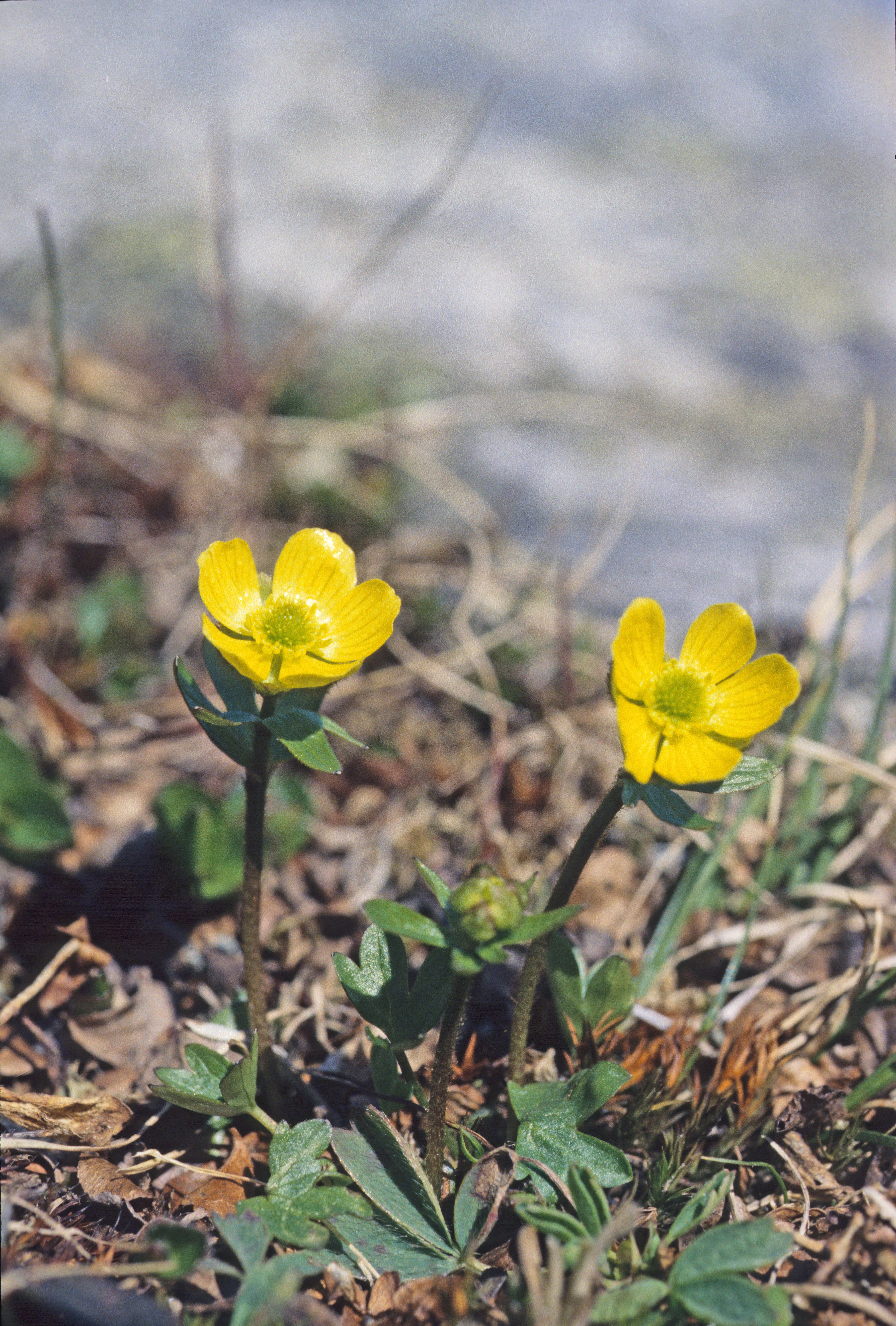 : Ranunculus nivalis.