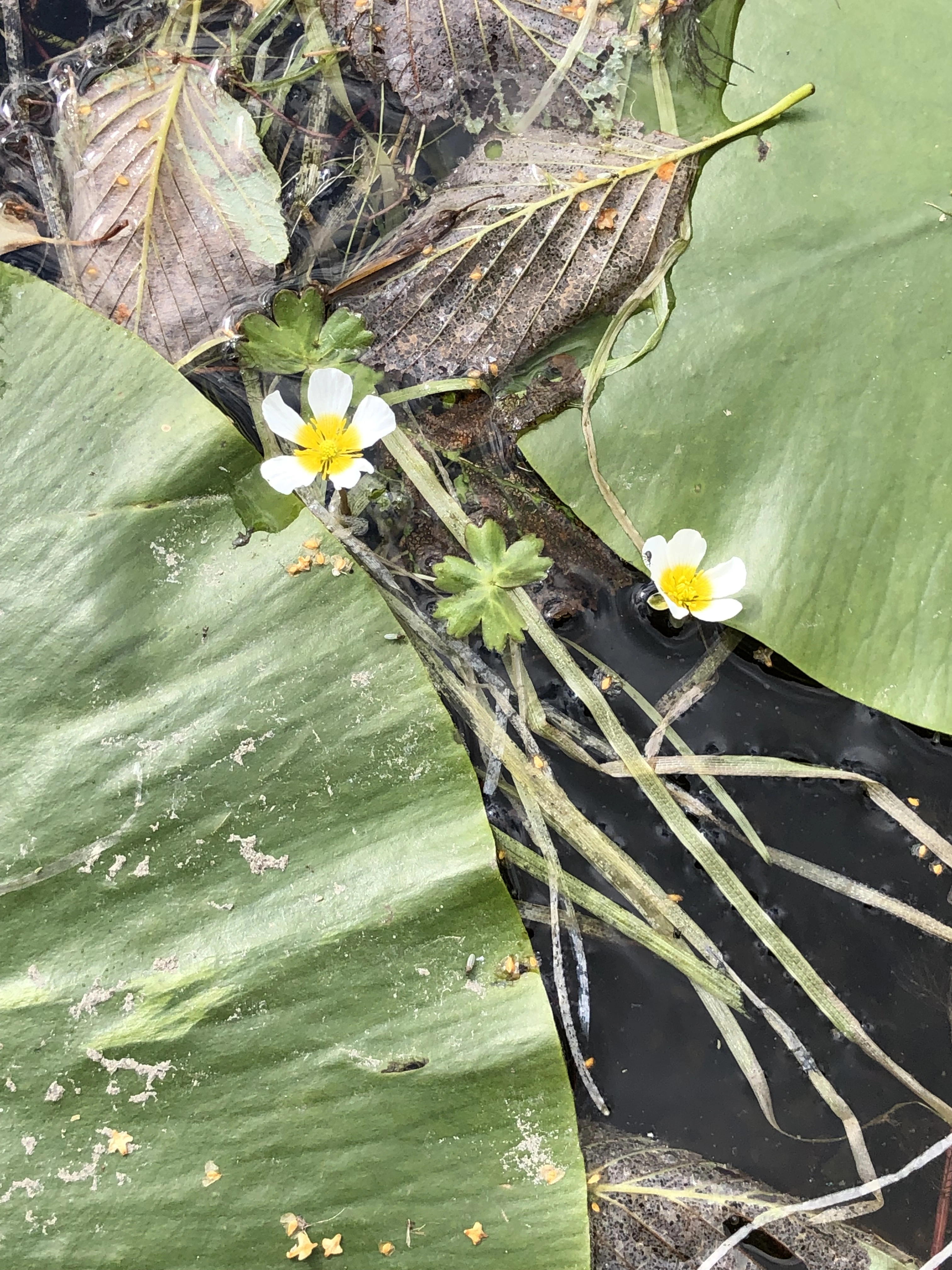 : Ranunculus schmalhausenii.