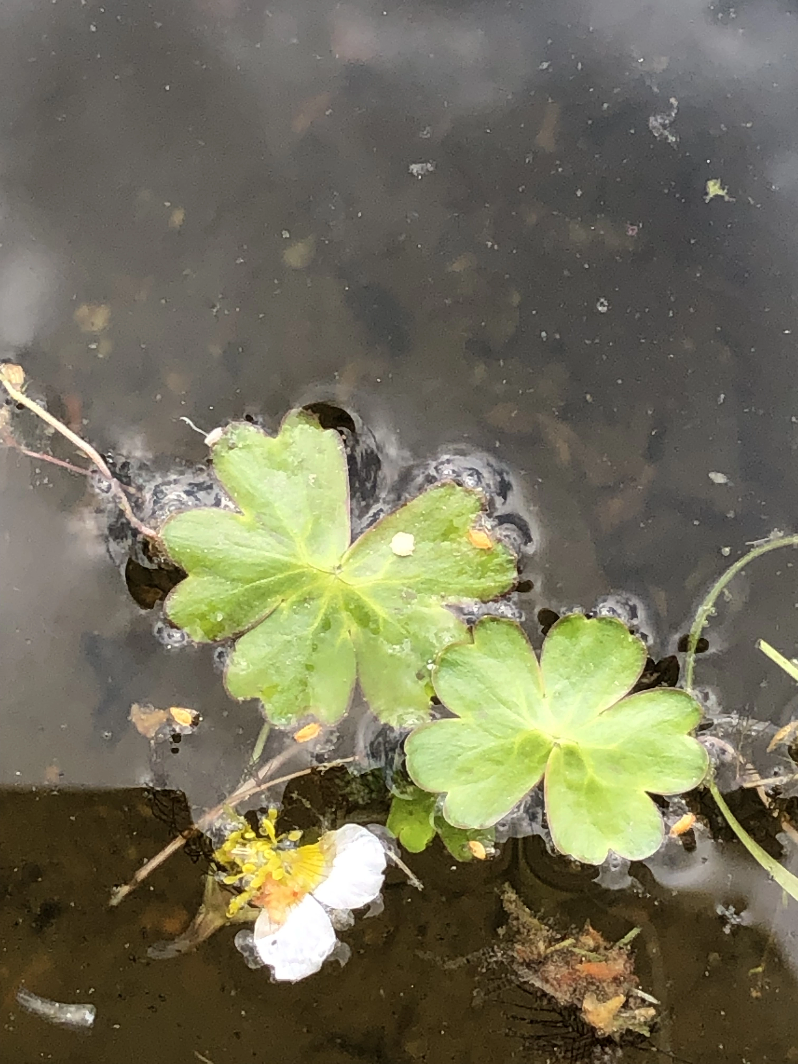 : Ranunculus schmalhausenii.