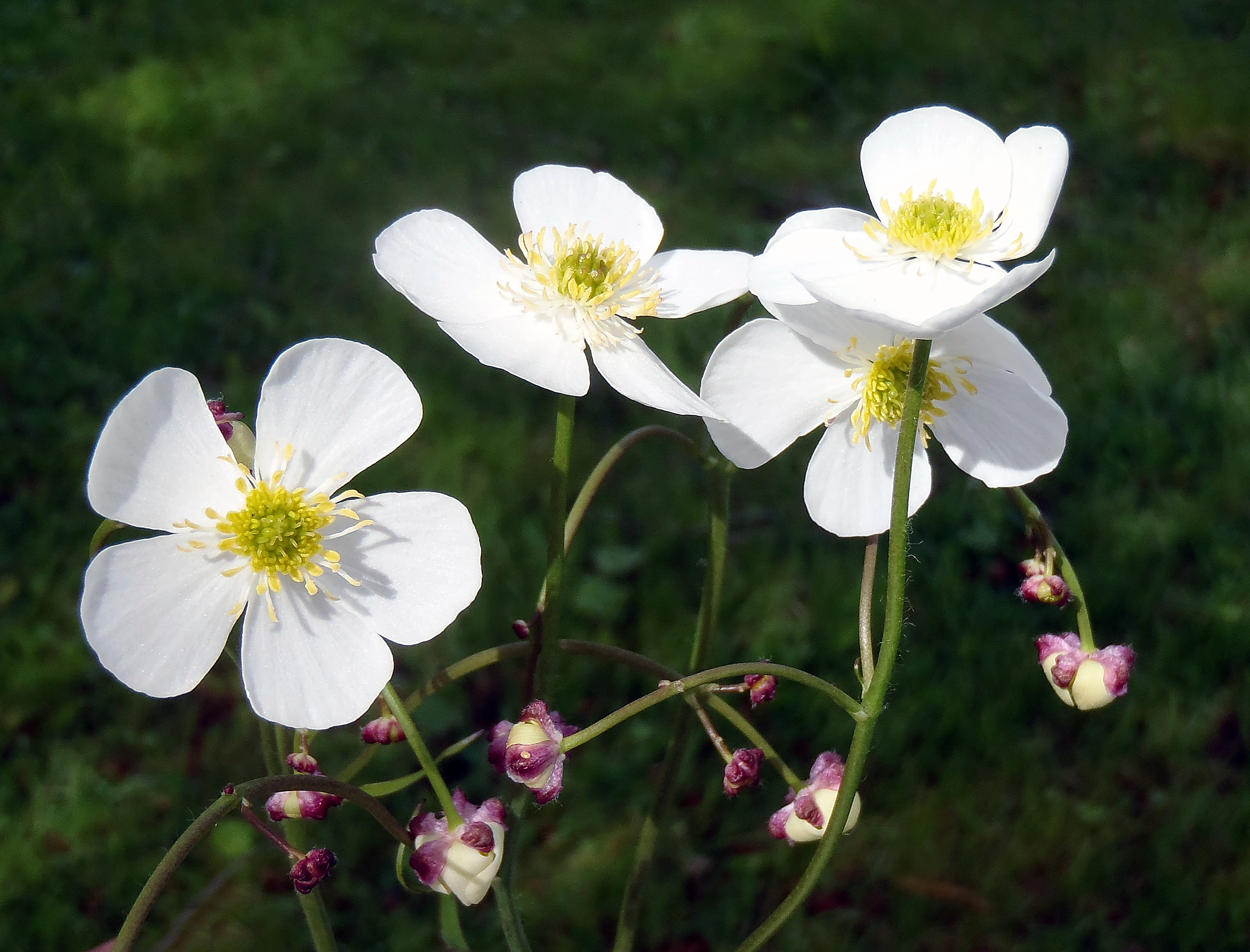 : Ranunculus platanifolius.