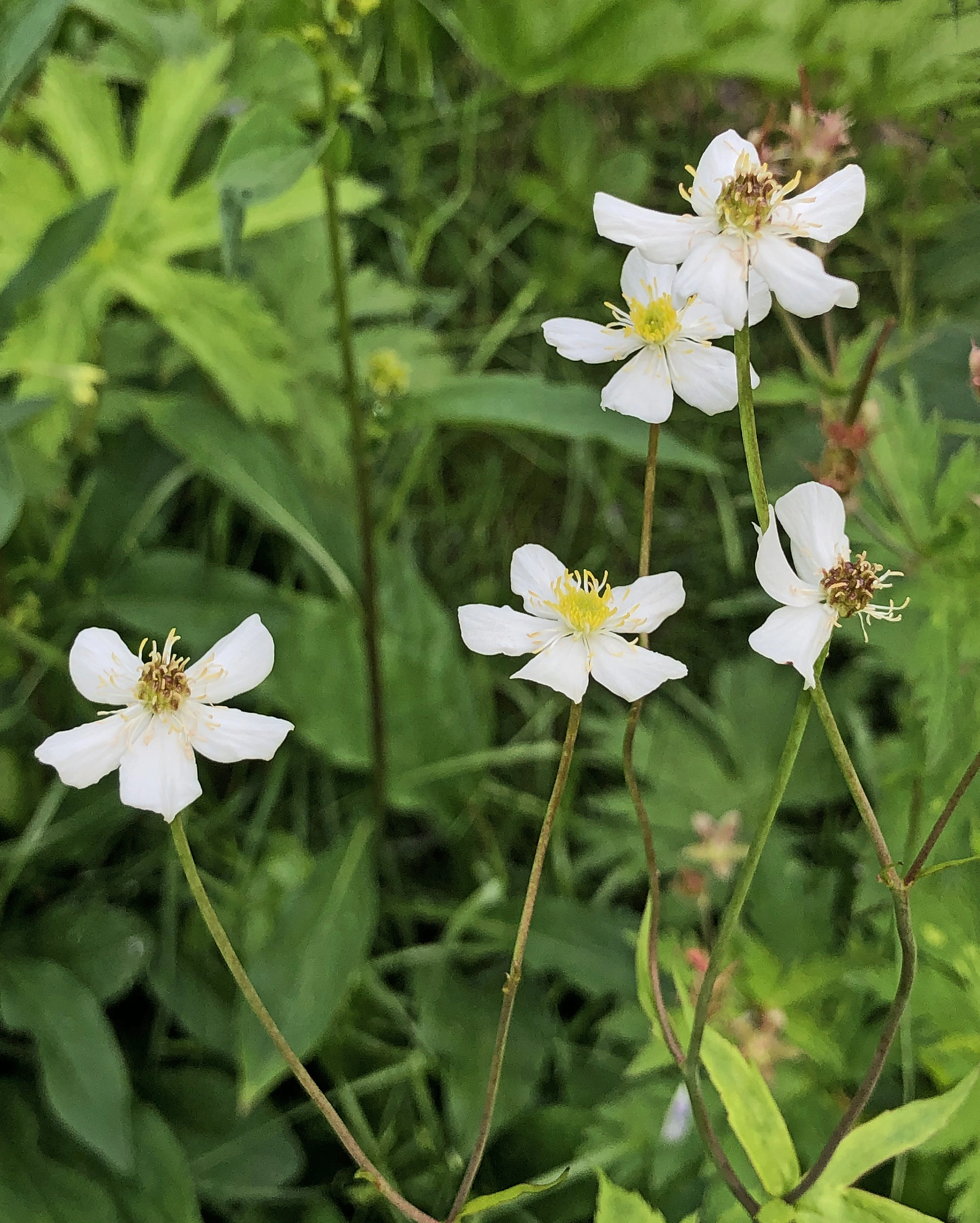 : Ranunculus platanifolius.