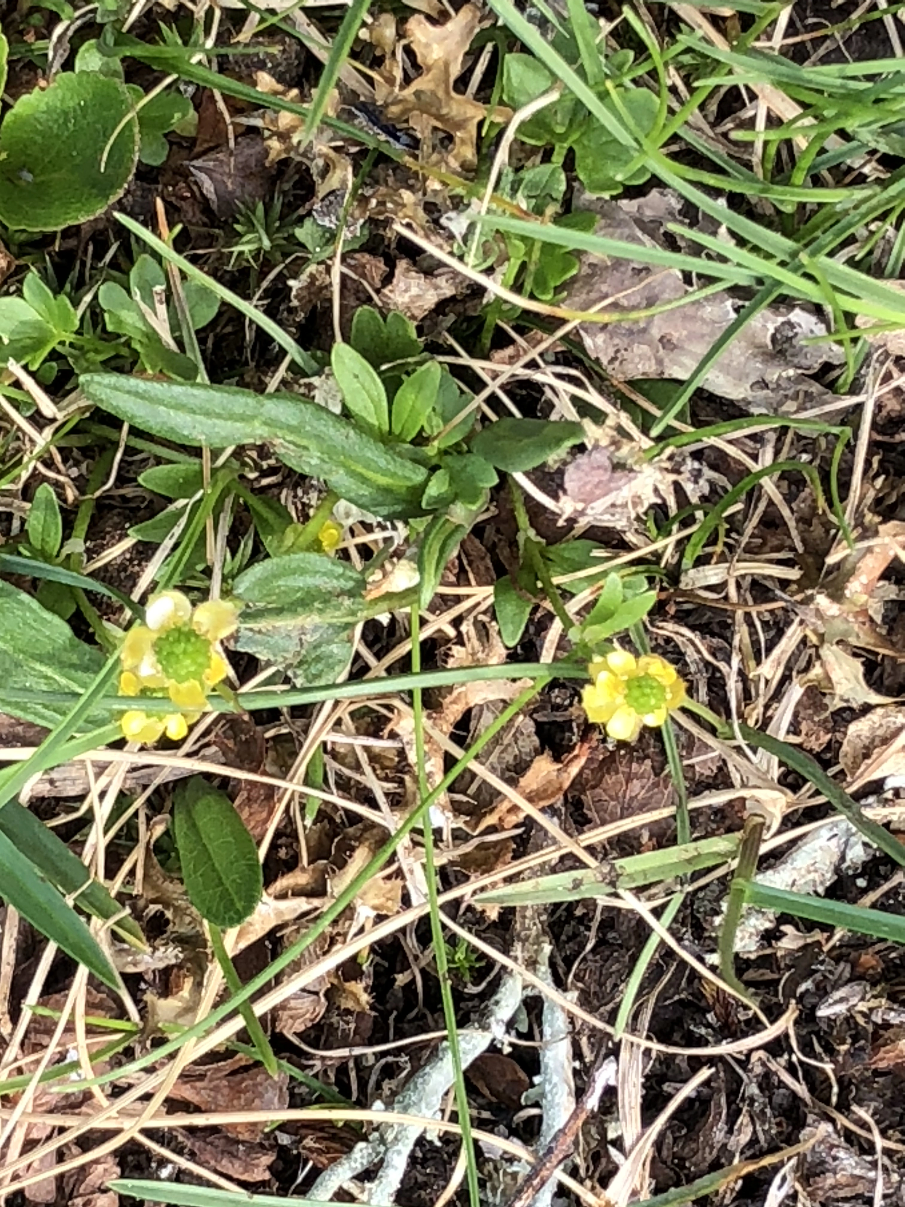 : Ranunculus pygmaeus.