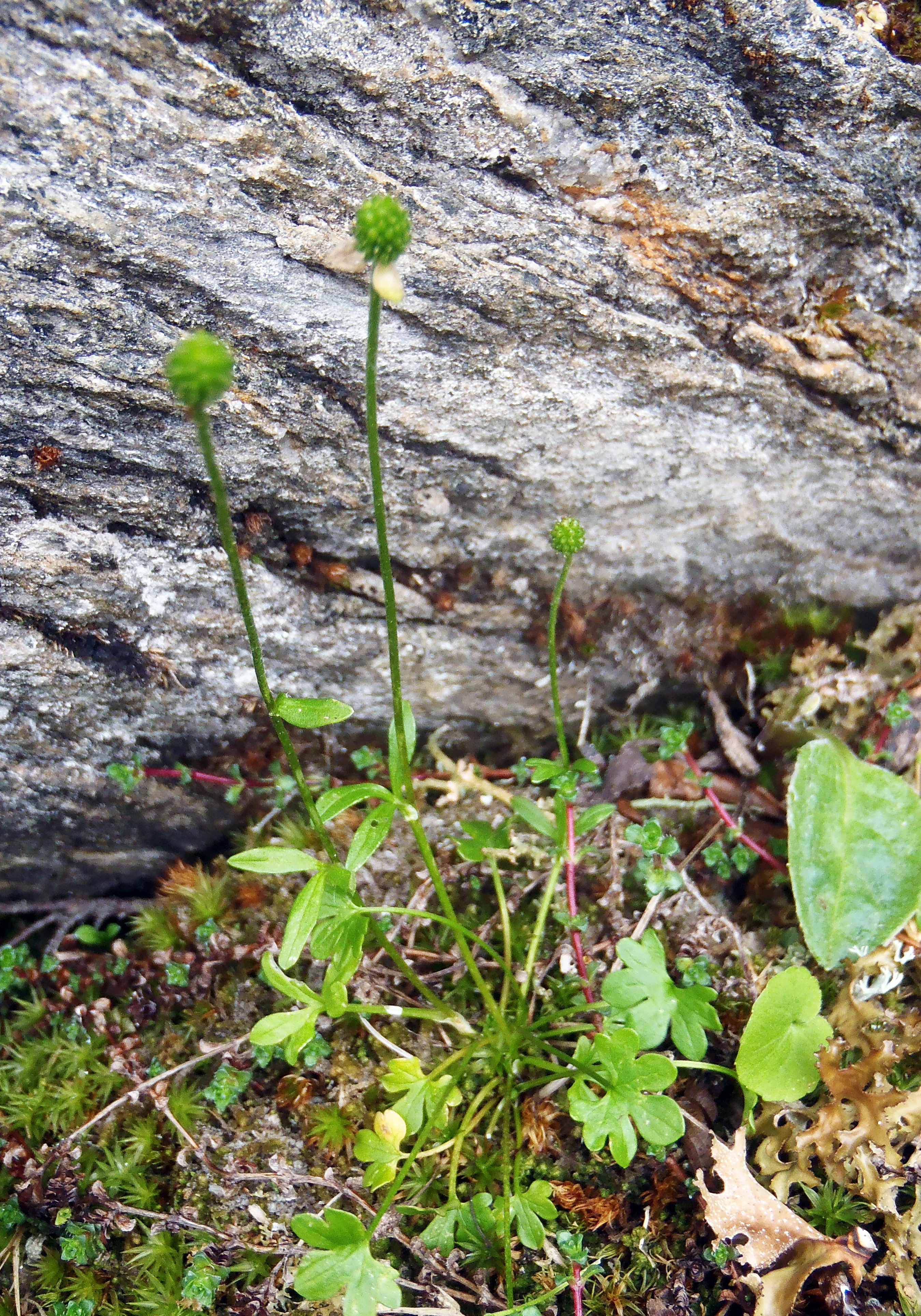 : Ranunculus pygmaeus.