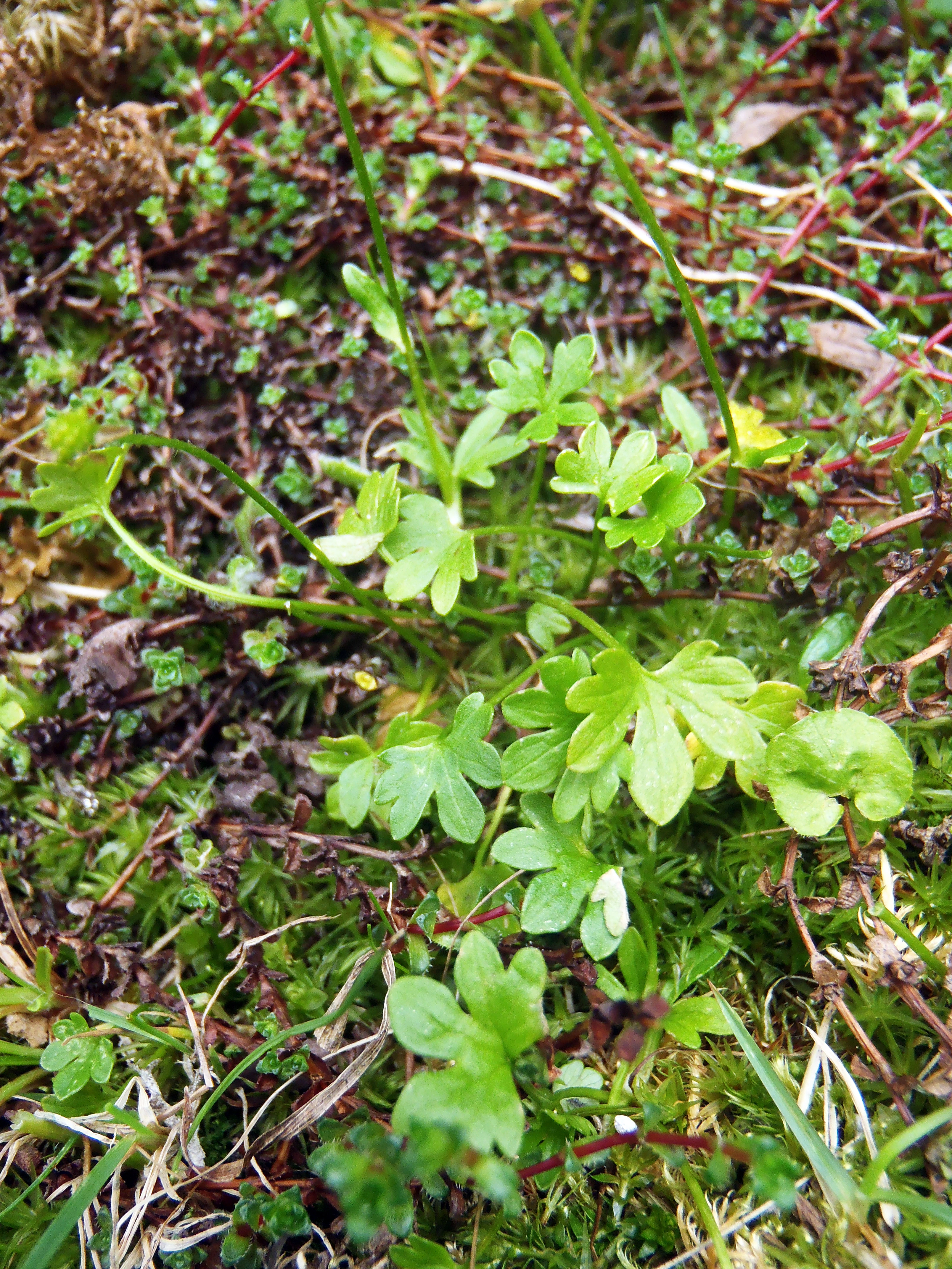 : Ranunculus pygmaeus.