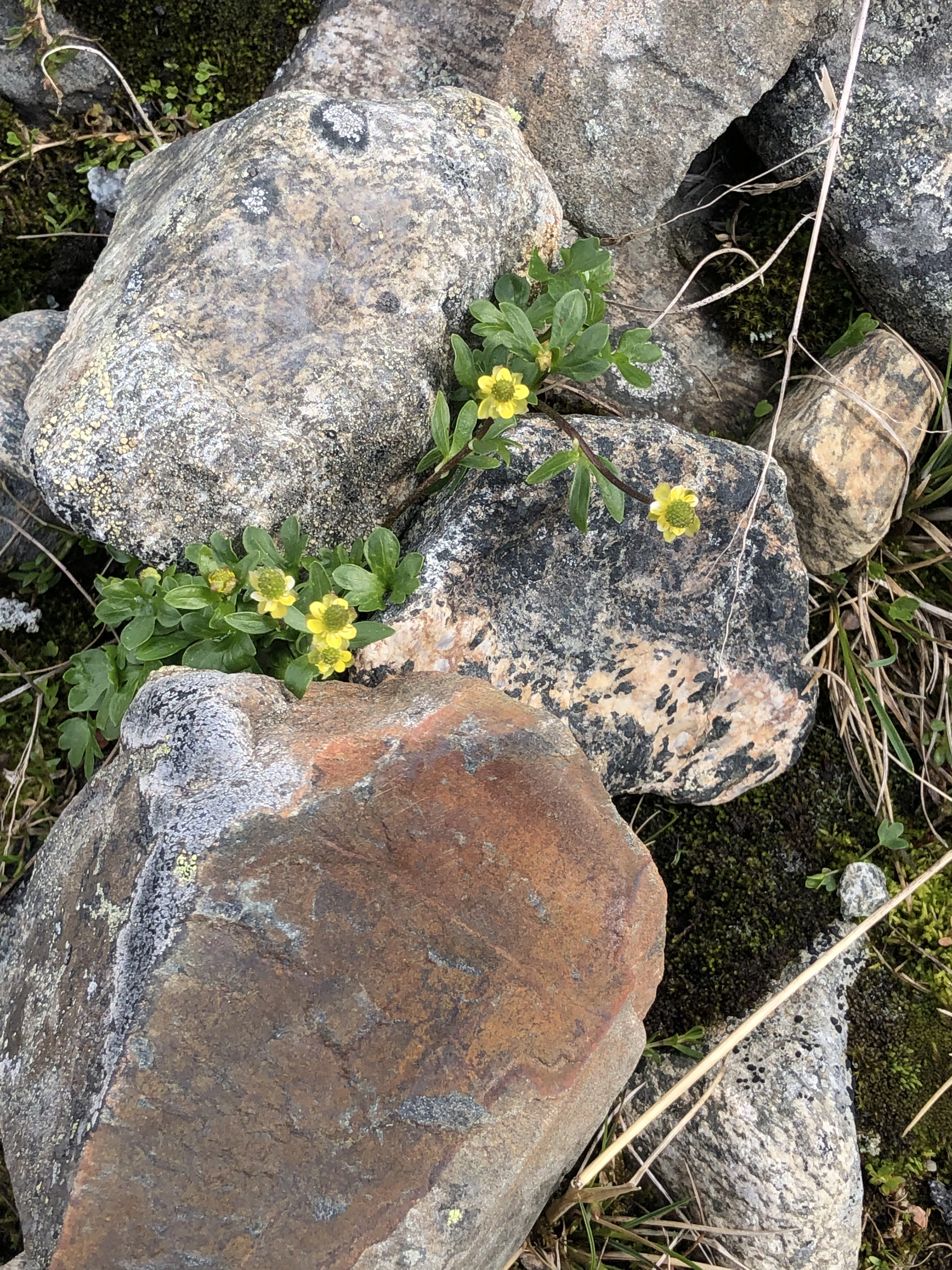 : Ranunculus pygmaeus.