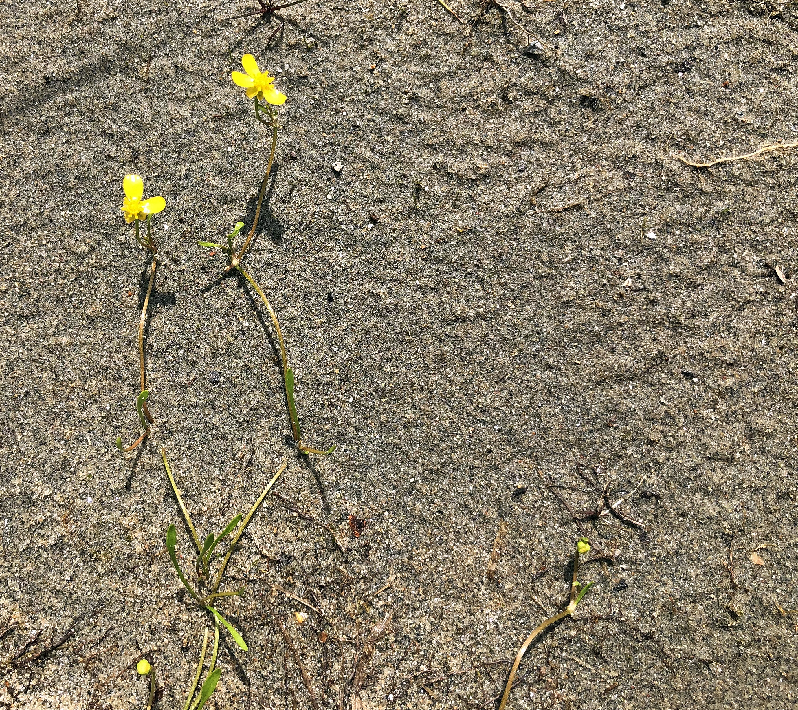 : Ranunculus reptans.