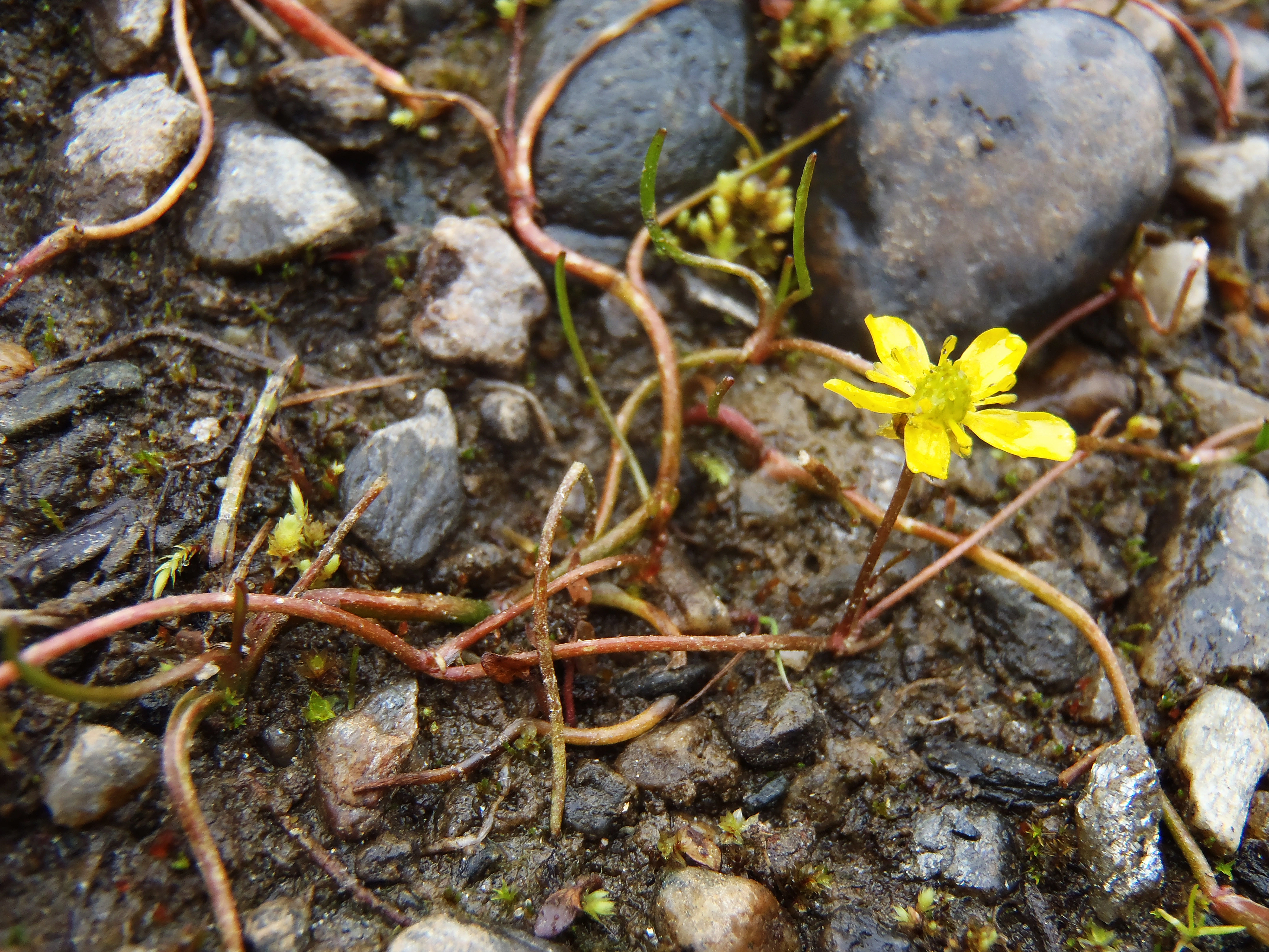 : Ranunculus reptans.