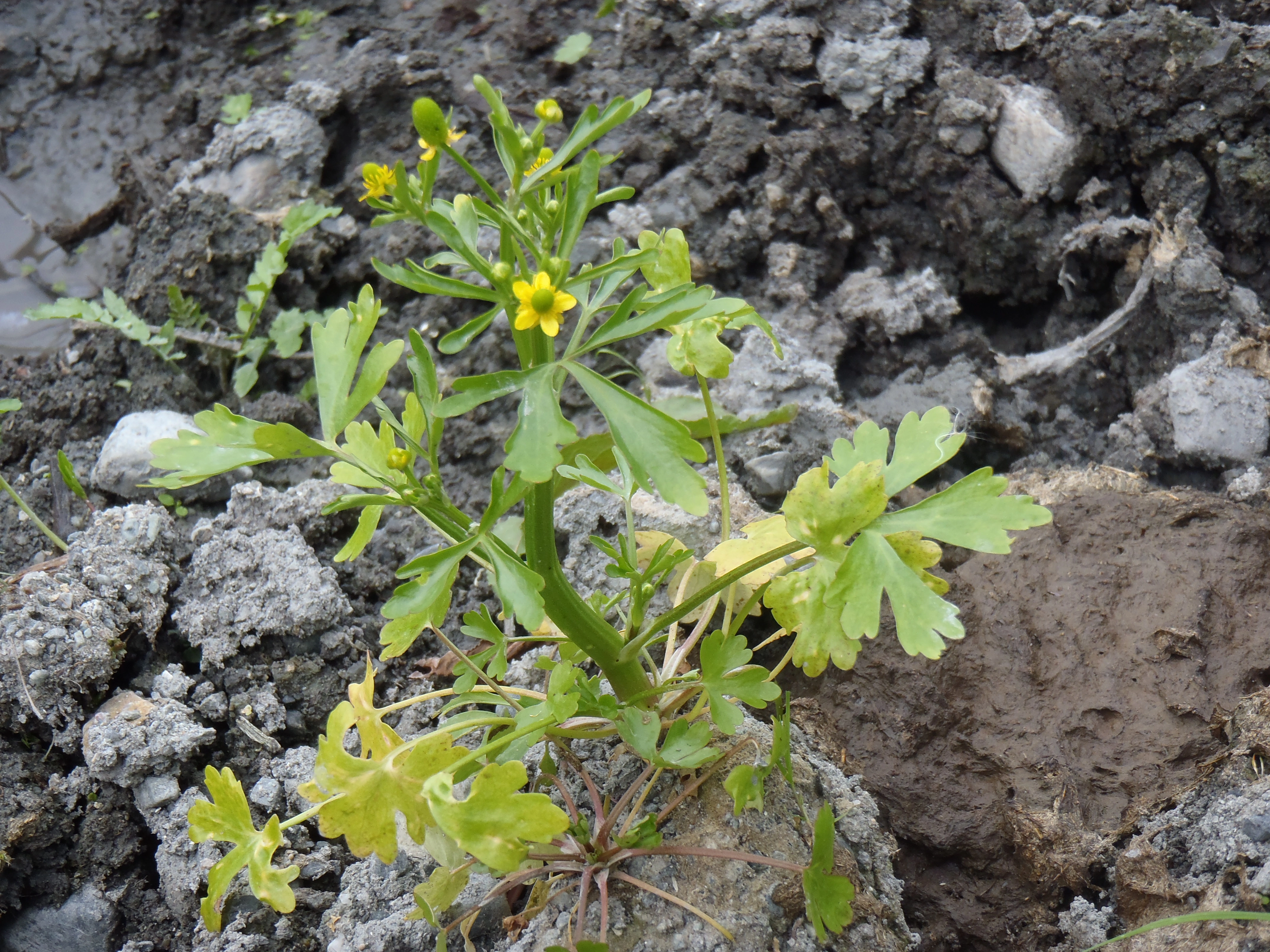 : Ranunculus sceleratus.