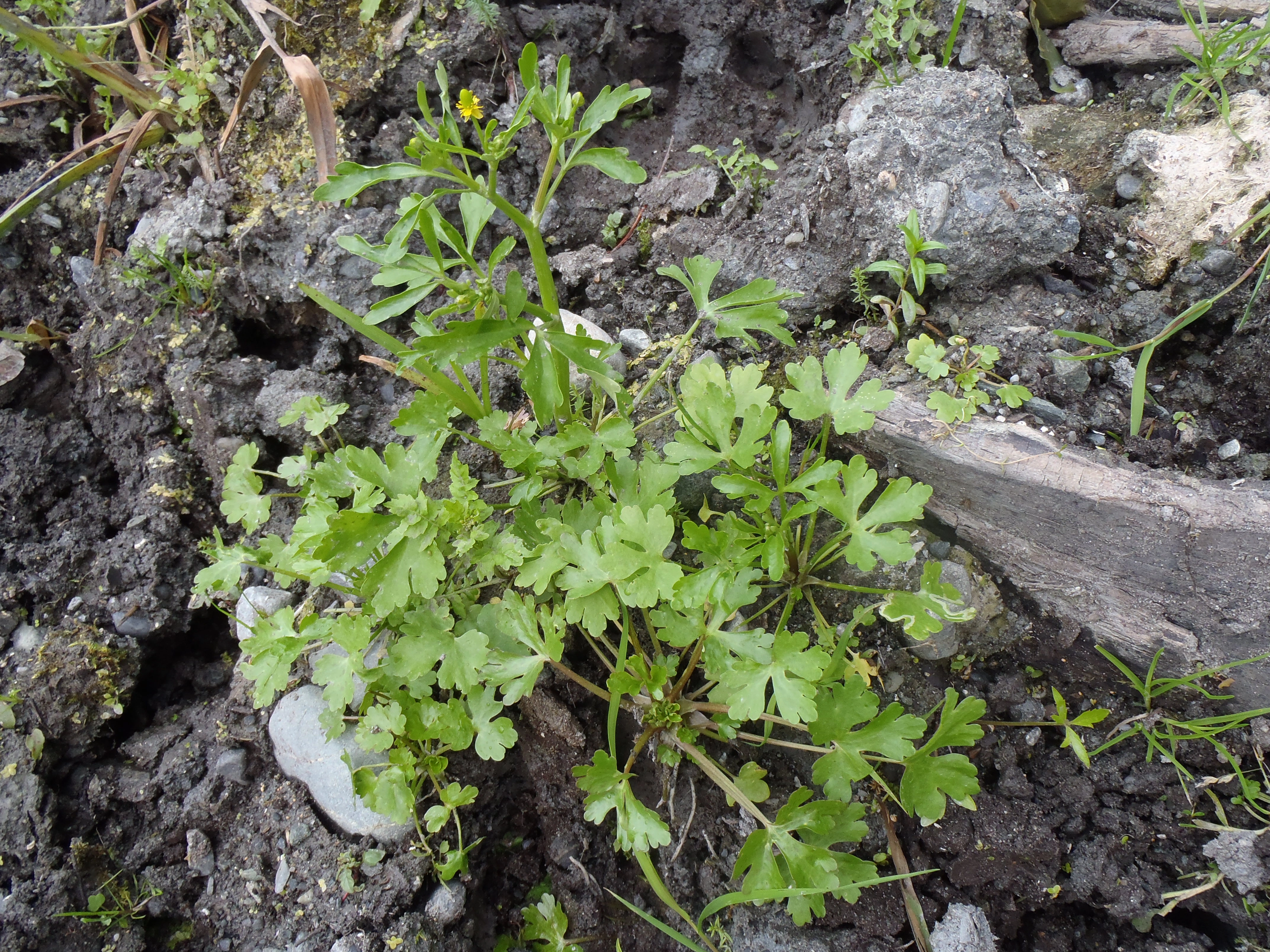 : Ranunculus sceleratus.