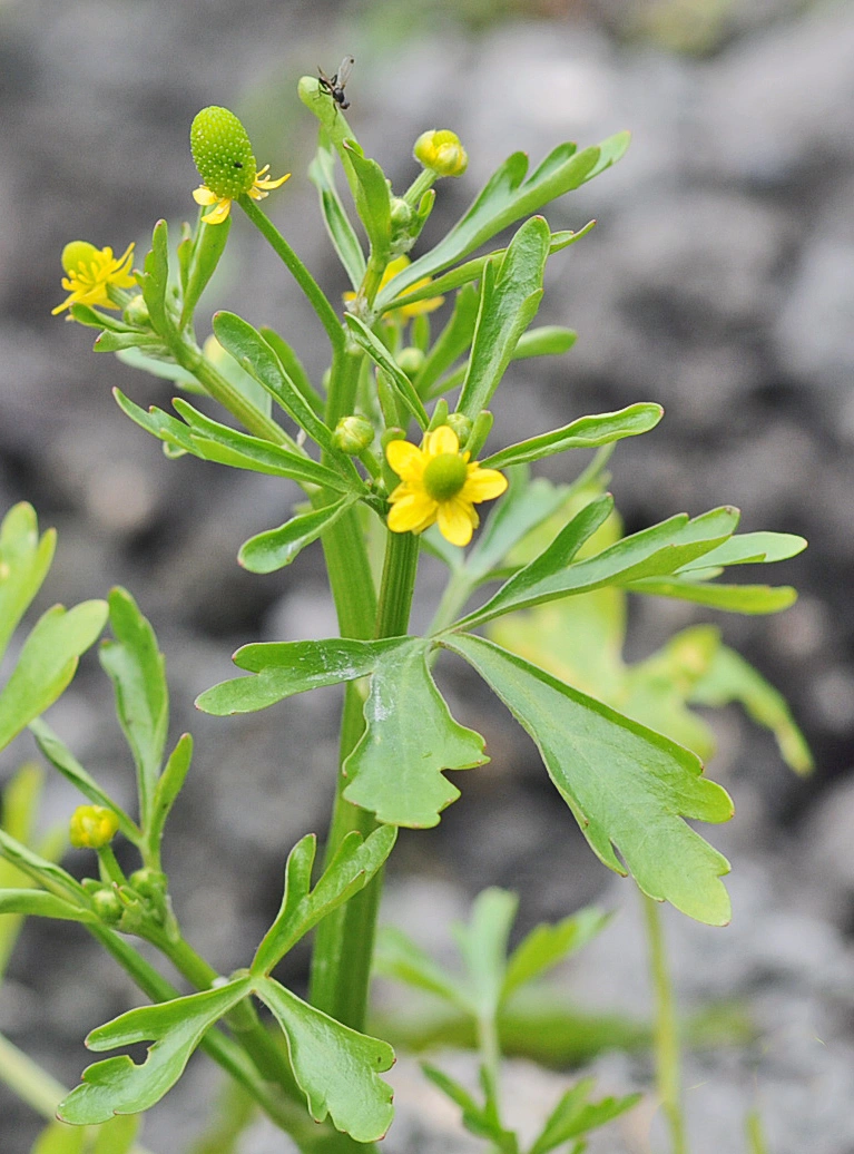 : Ranunculus sceleratus.