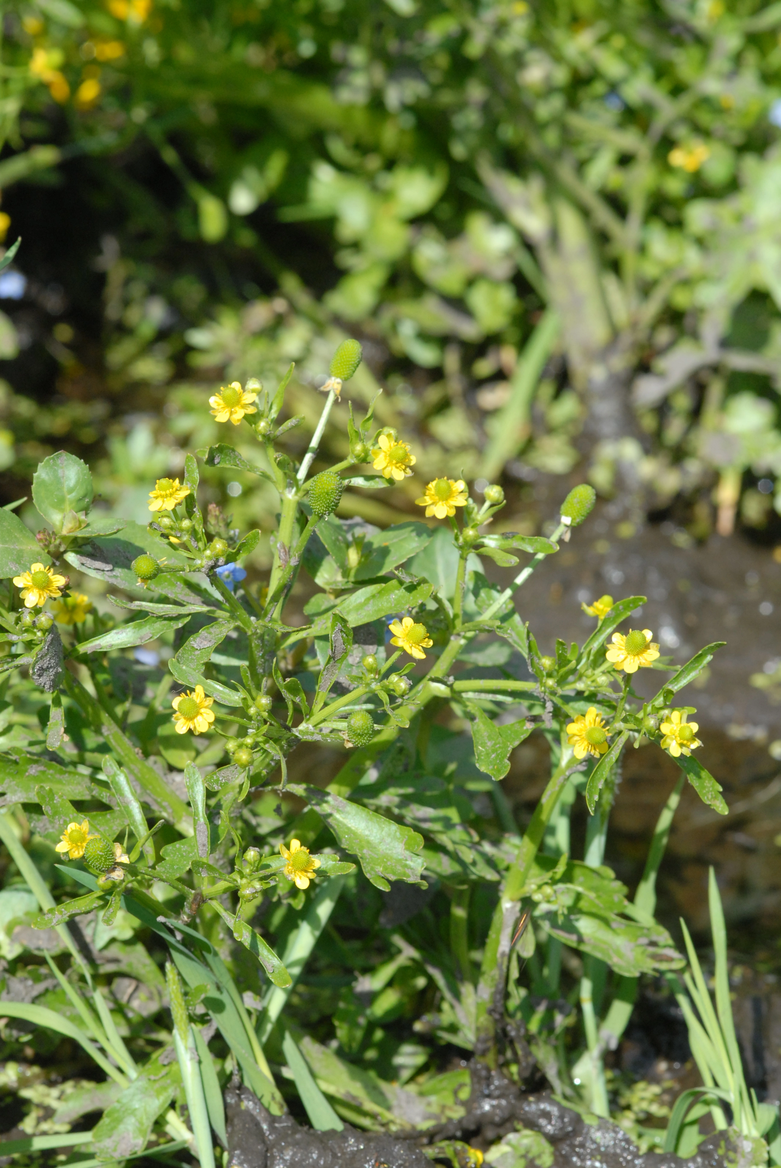 : Ranunculus sceleratus.