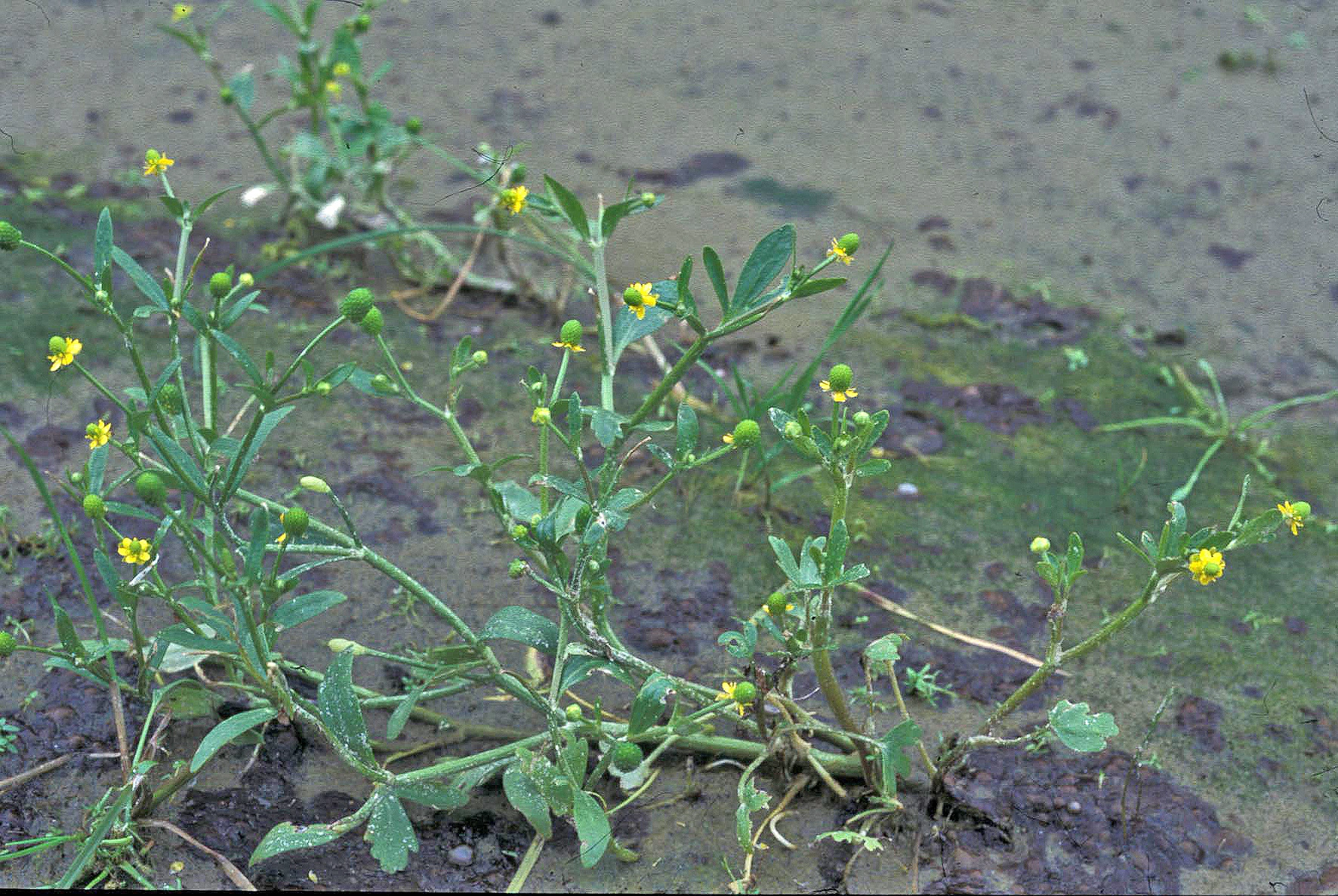 : Ranunculus sceleratus.