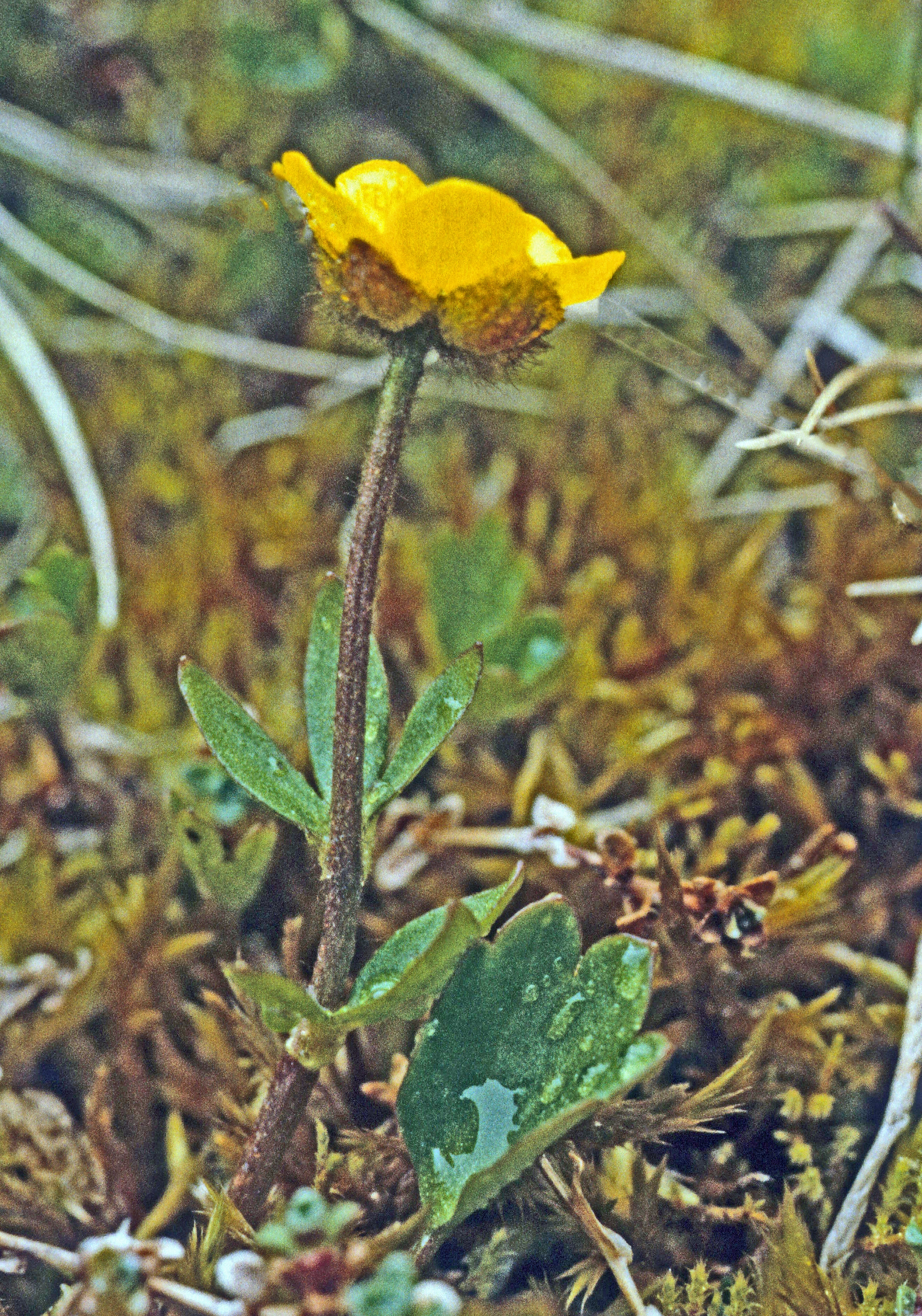 : Ranunculus sulphureus.