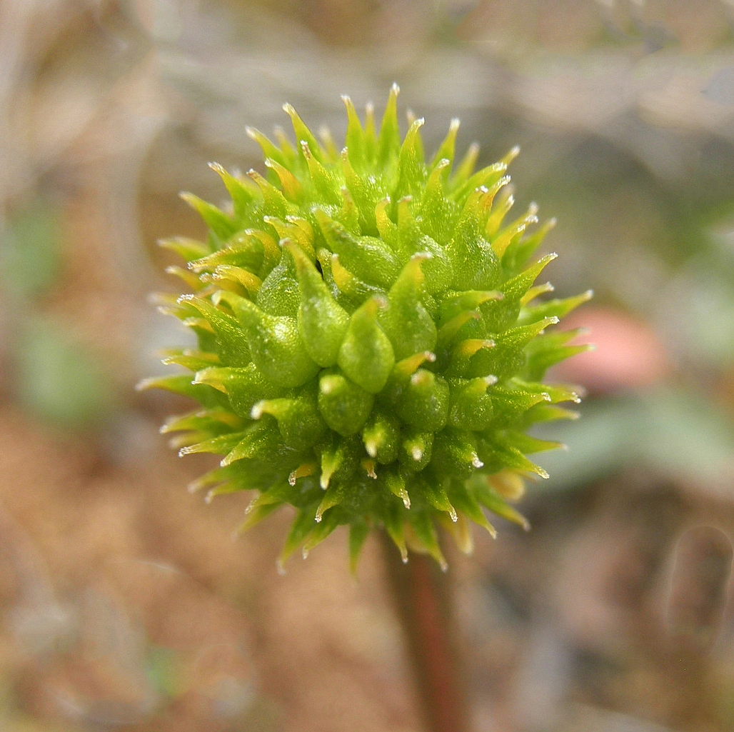 : Ranunculus sulphureus.