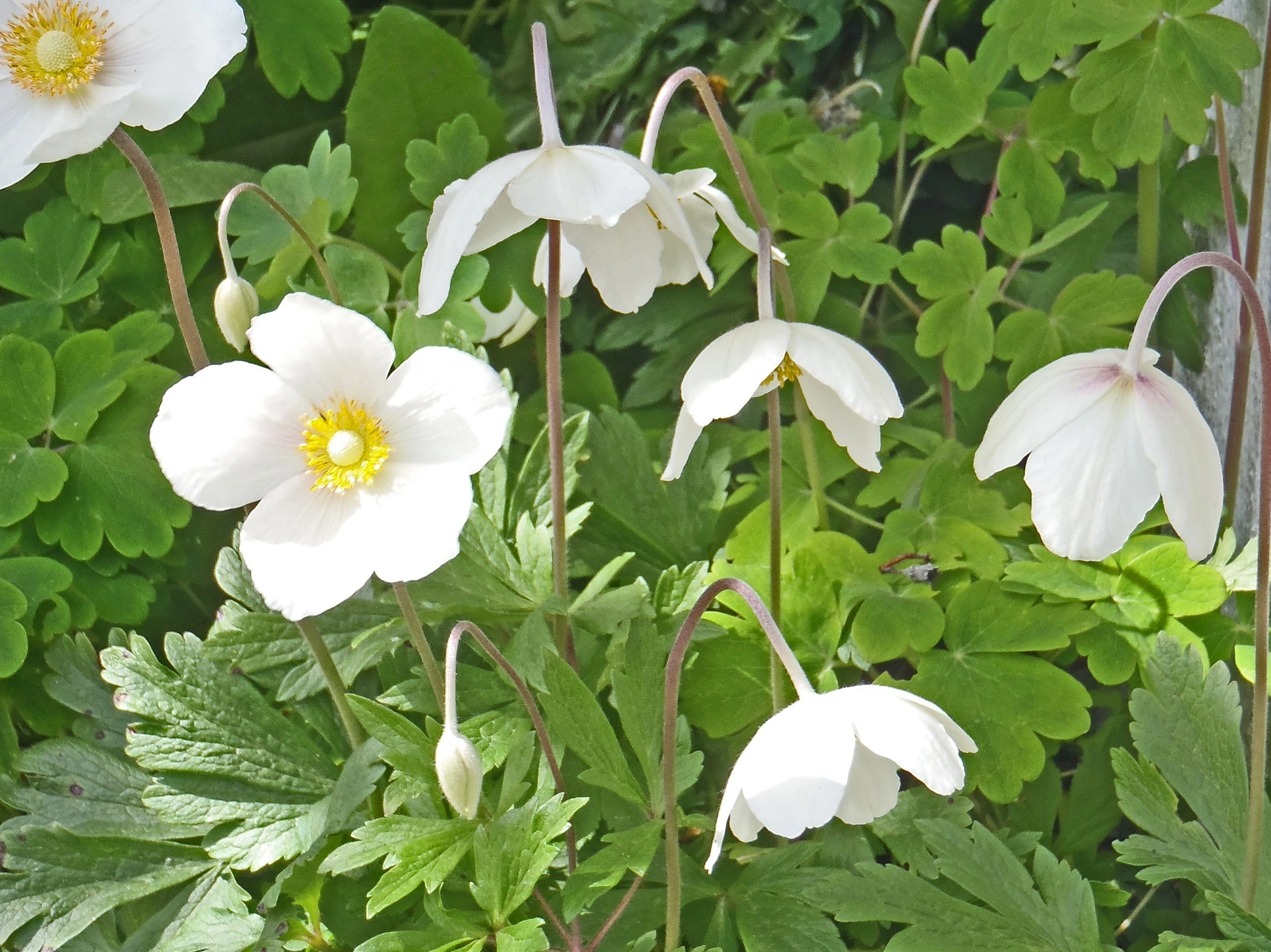 : Anemone sylvestris.