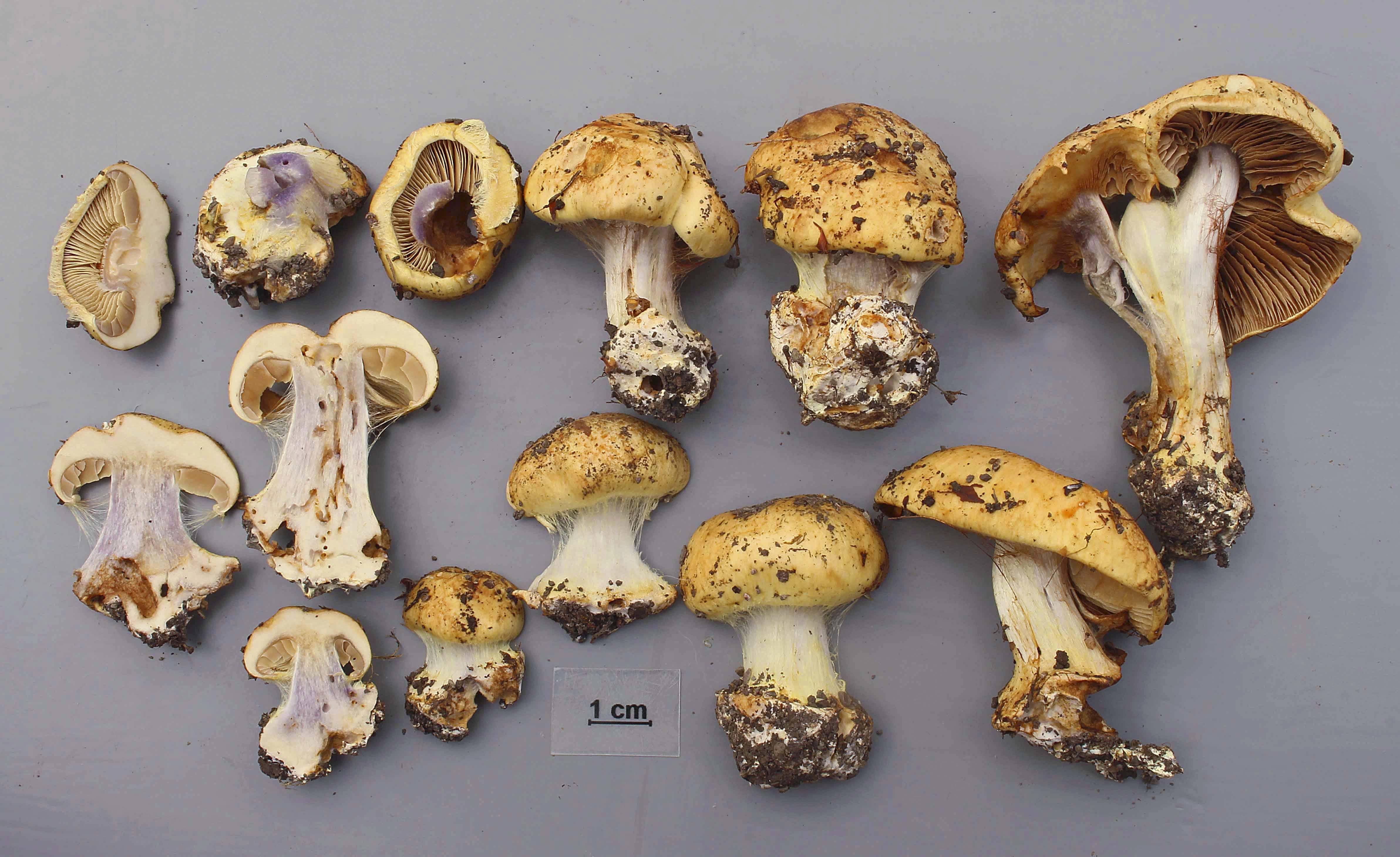 : Cortinarius mariekristinae.