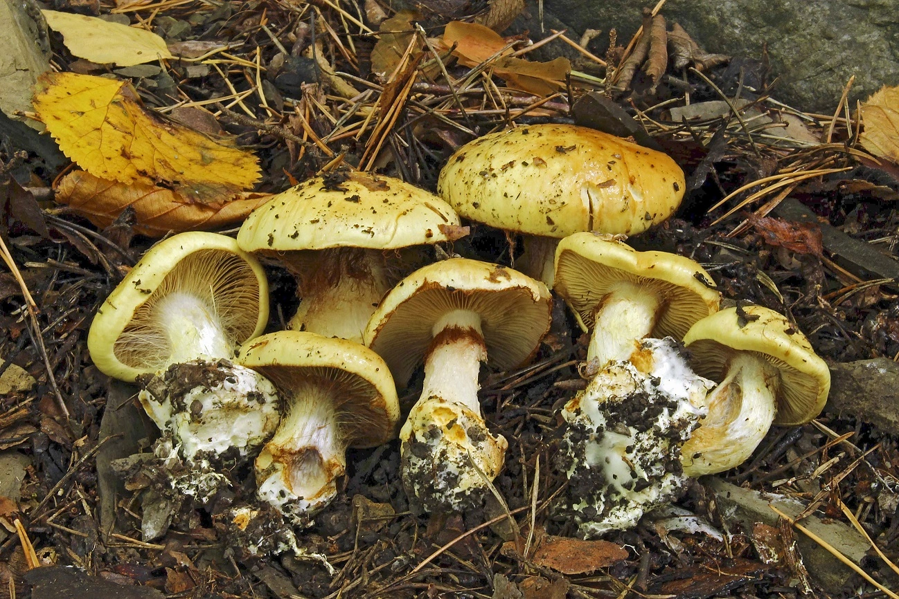 : Cortinarius mariekristinae.