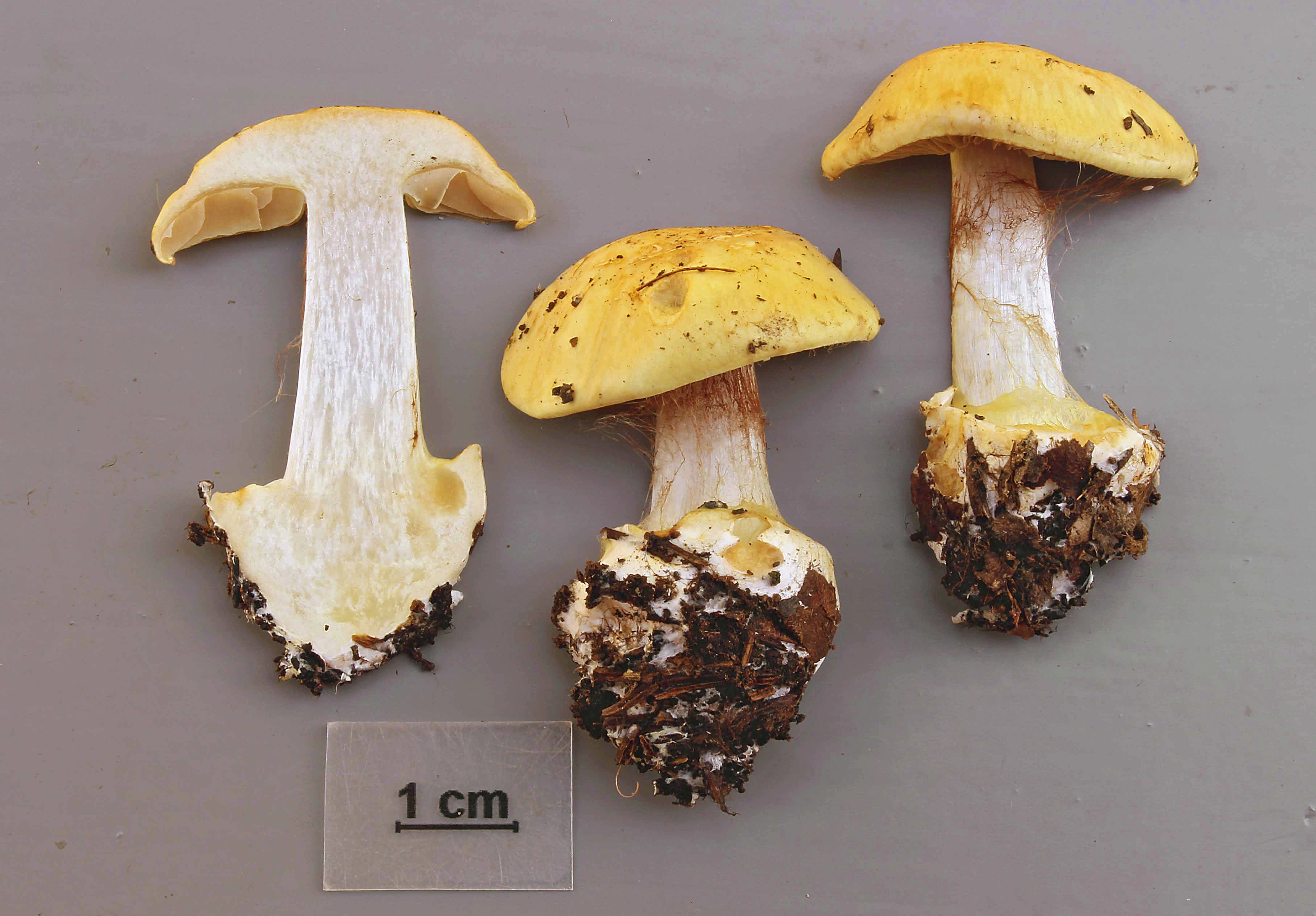 : Cortinarius mariekristinae.