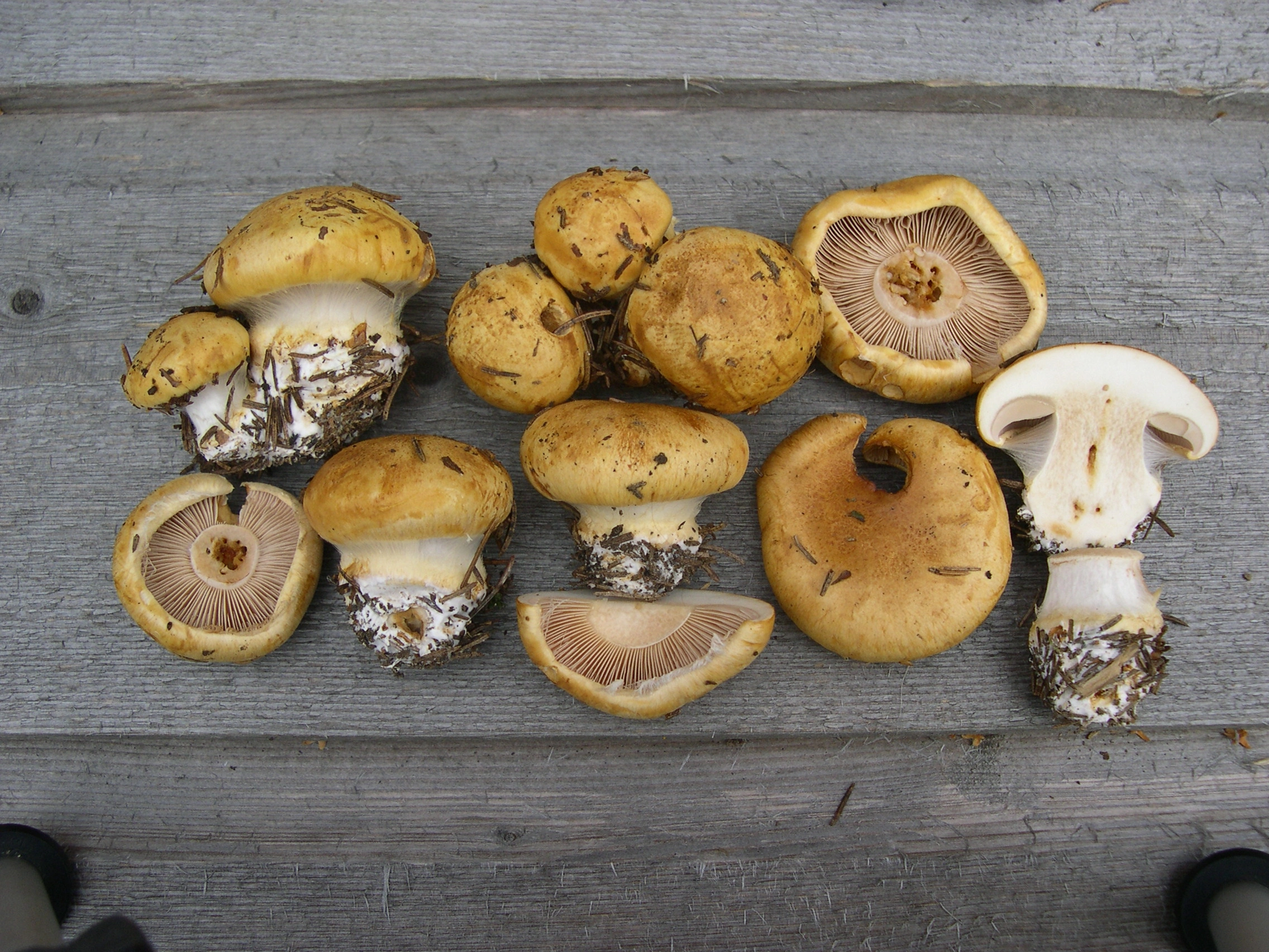 : Cortinarius kristinae.