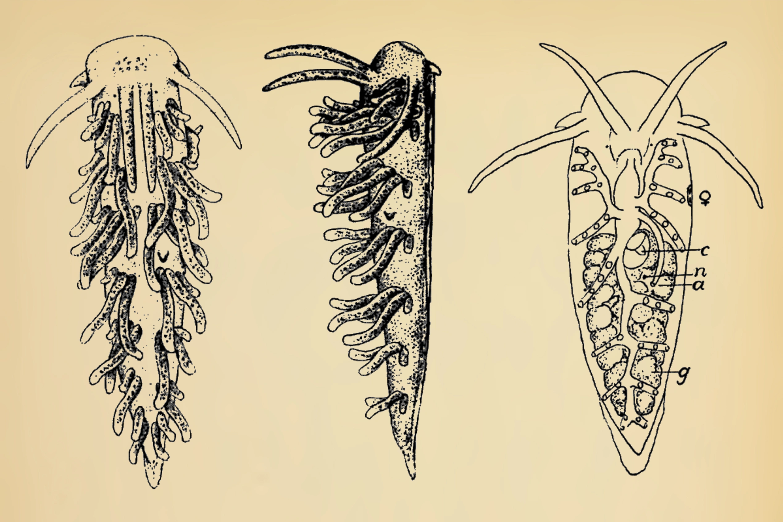 : Xenocratena suecica.