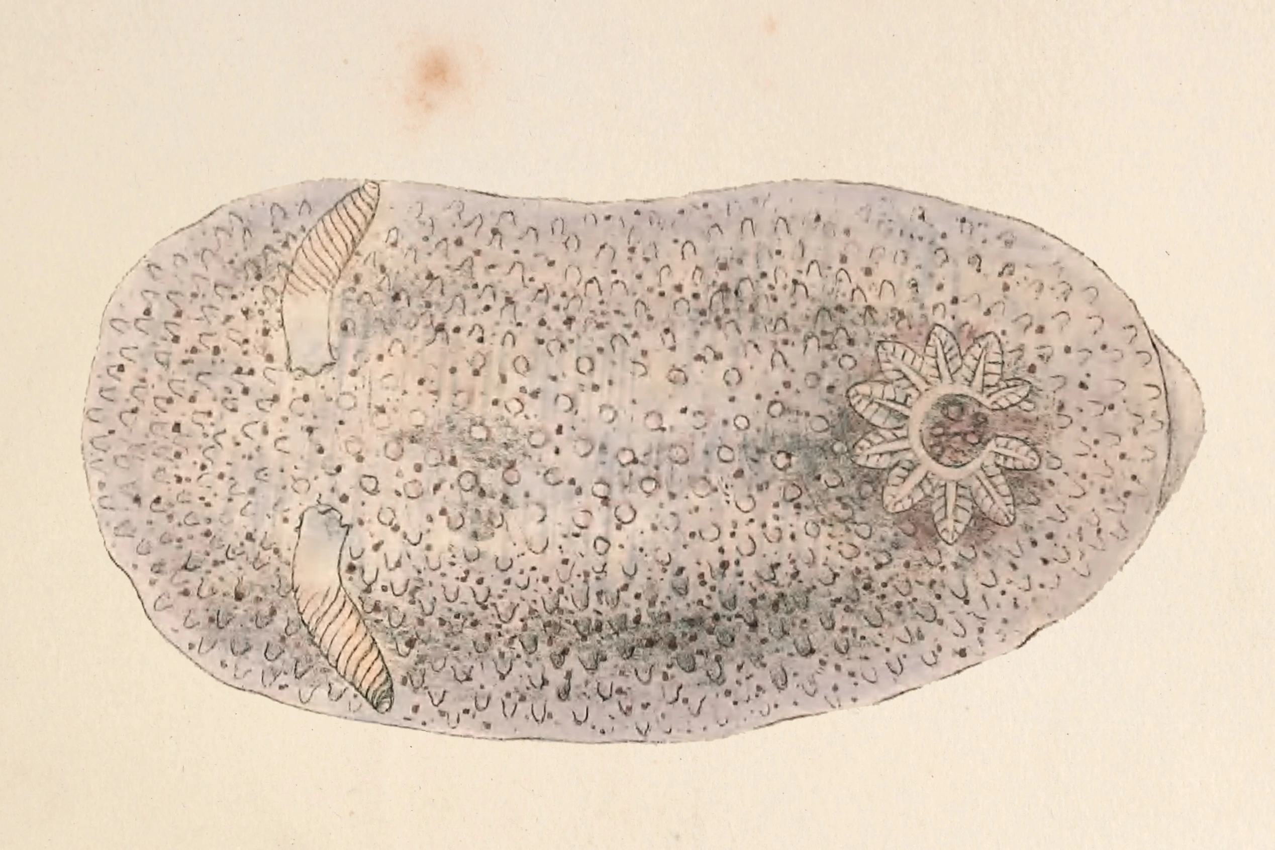 : Atalodoris inconspicua.