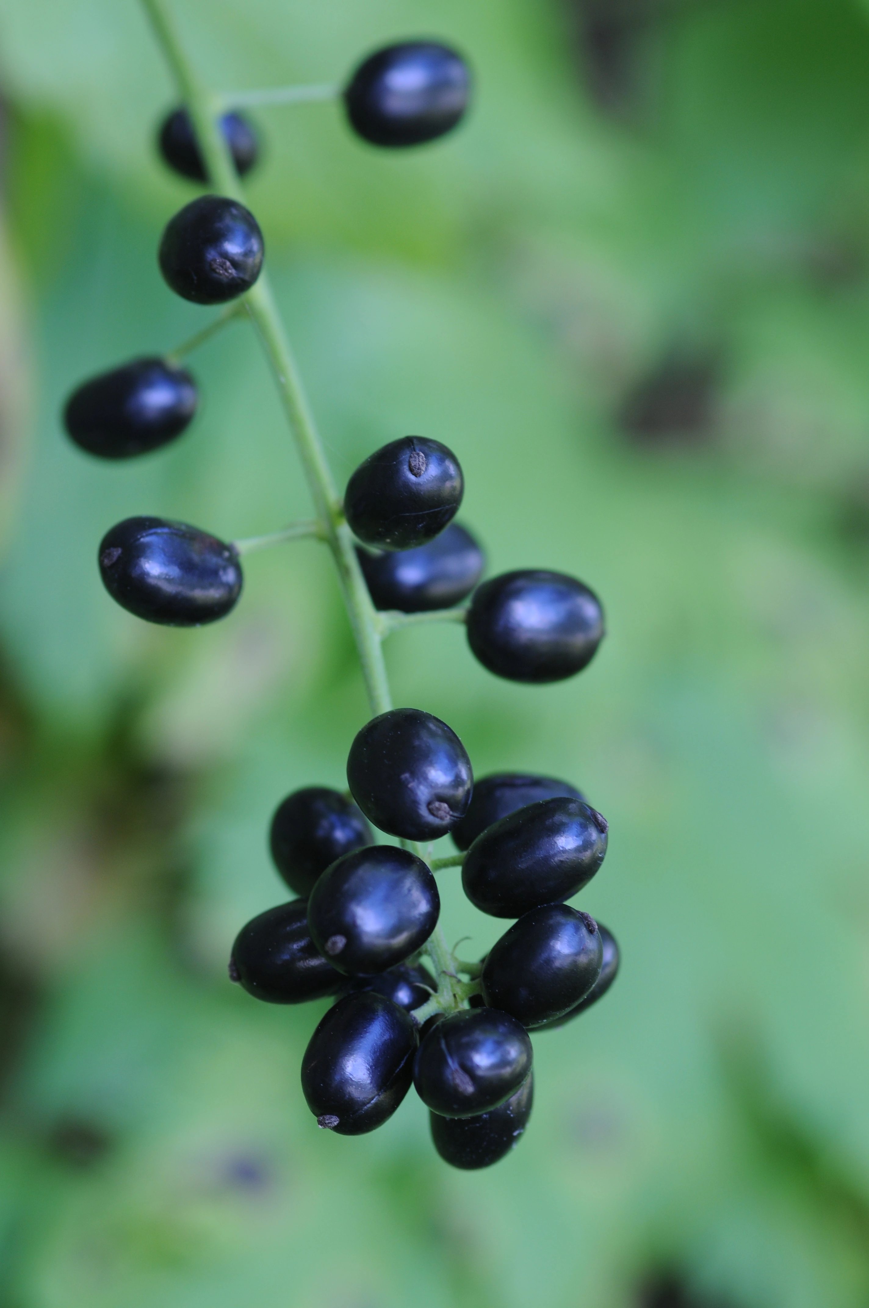 : Actaea spicata.