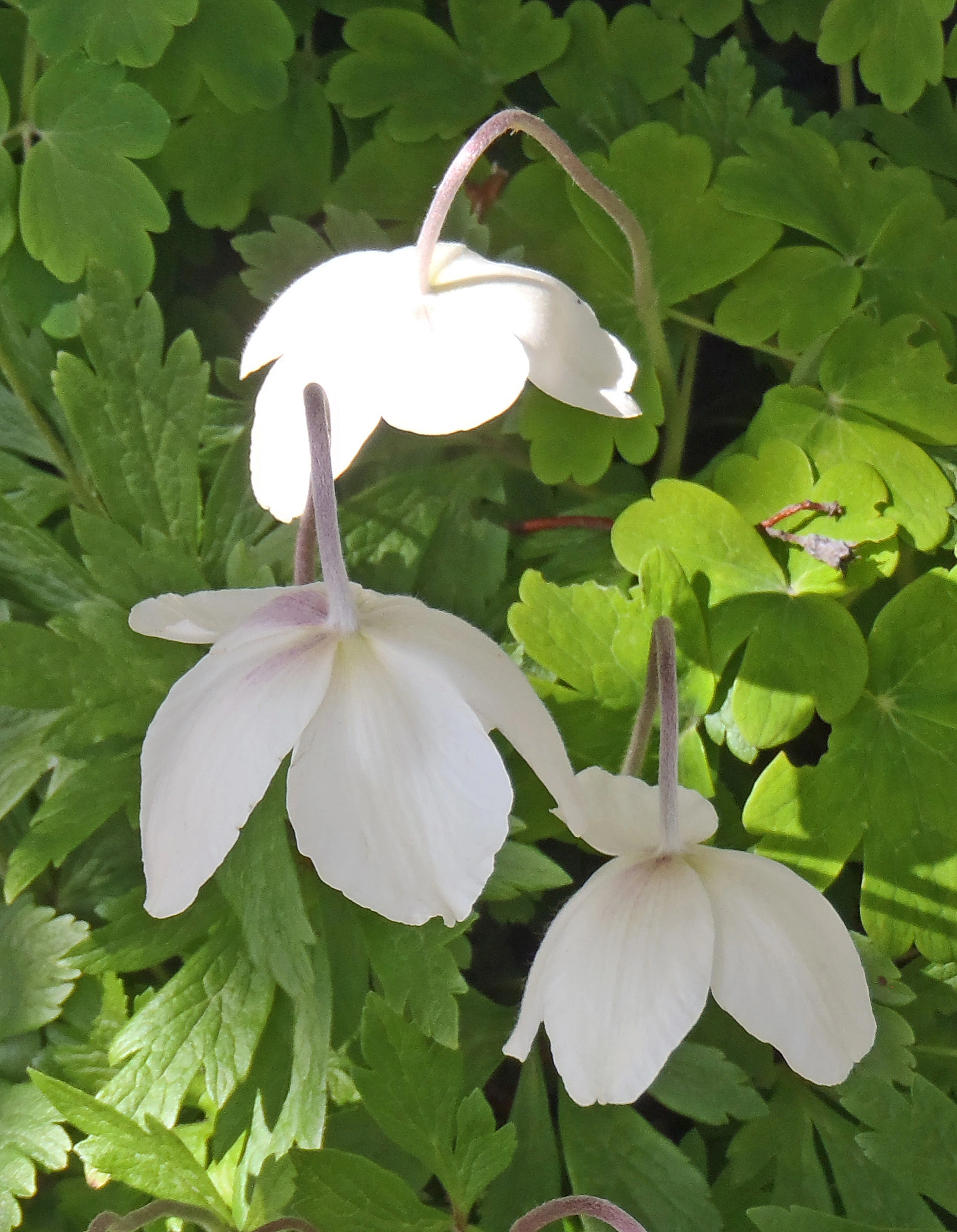 : Anemone sylvestris.