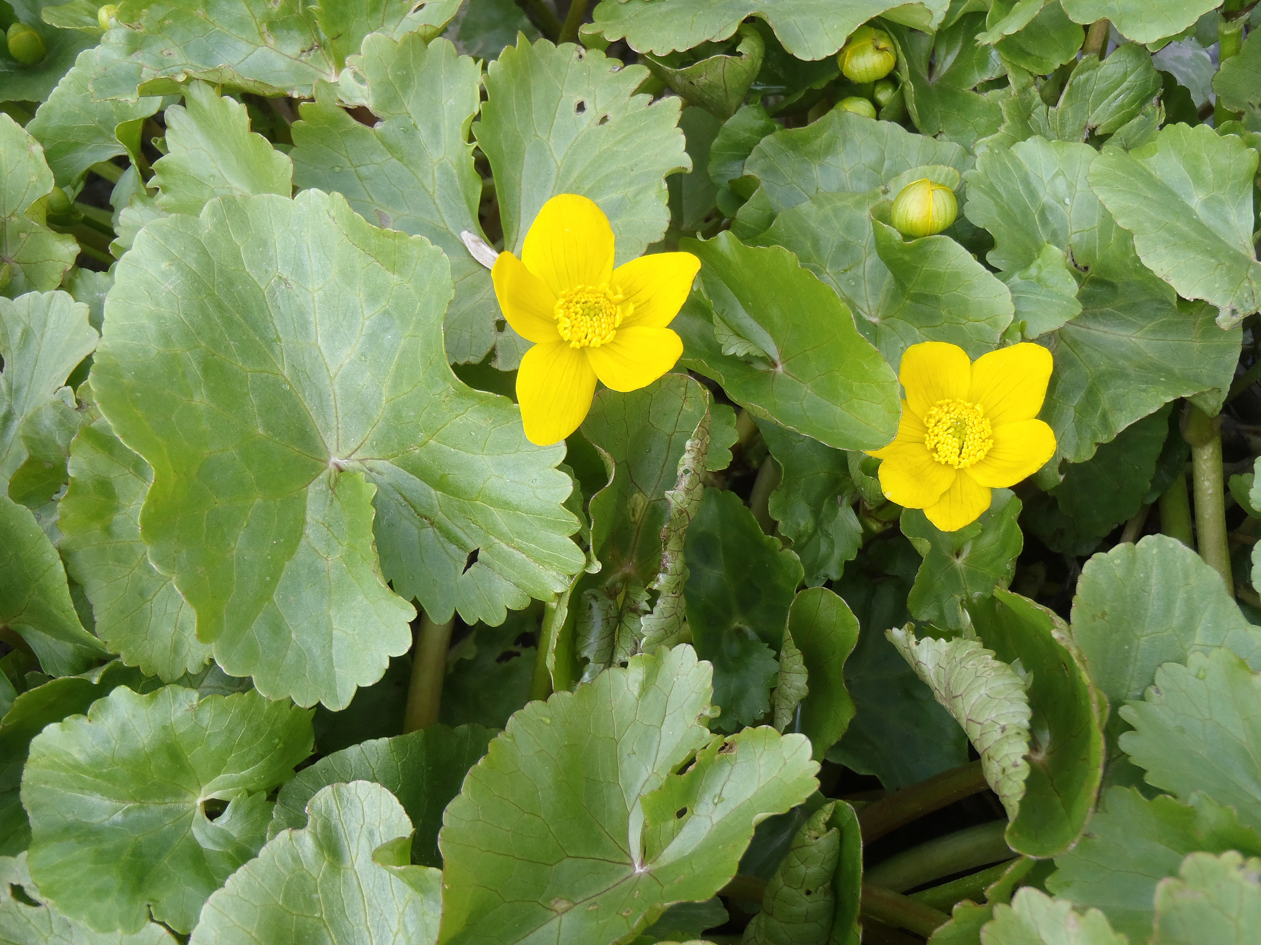 : Caltha palustris palustris.