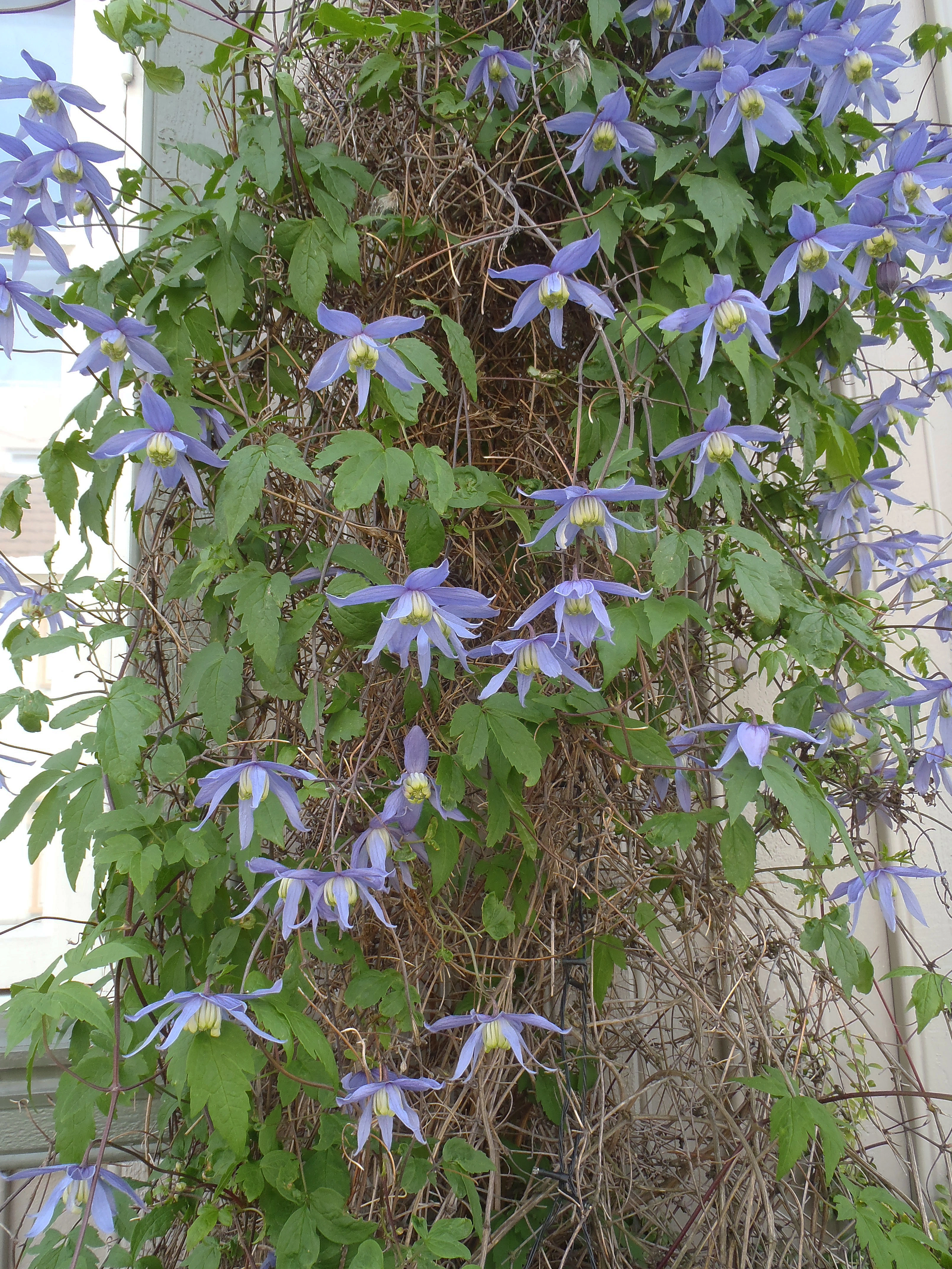 : Clematis alpina.