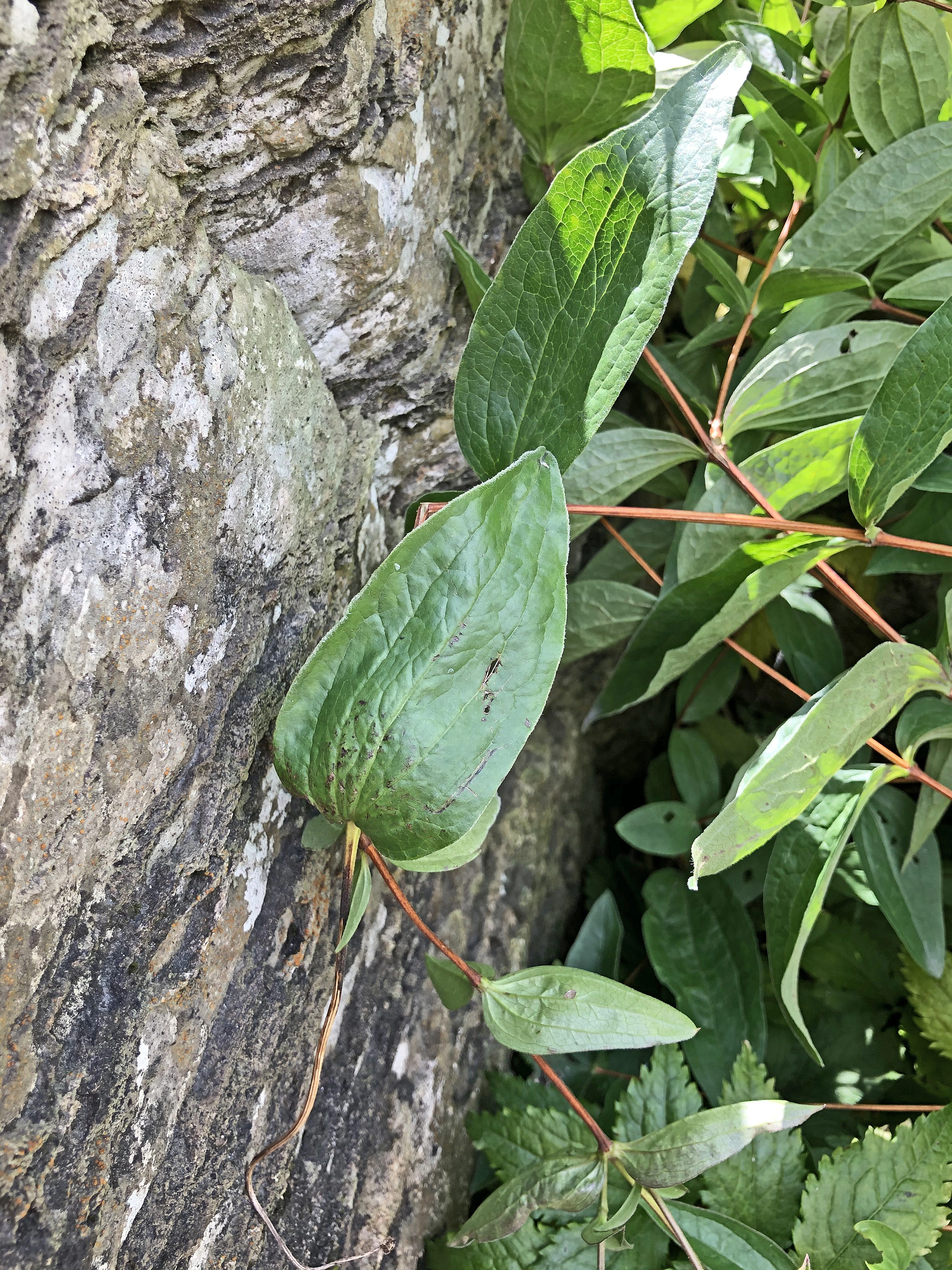 : Clematis integrifolia.