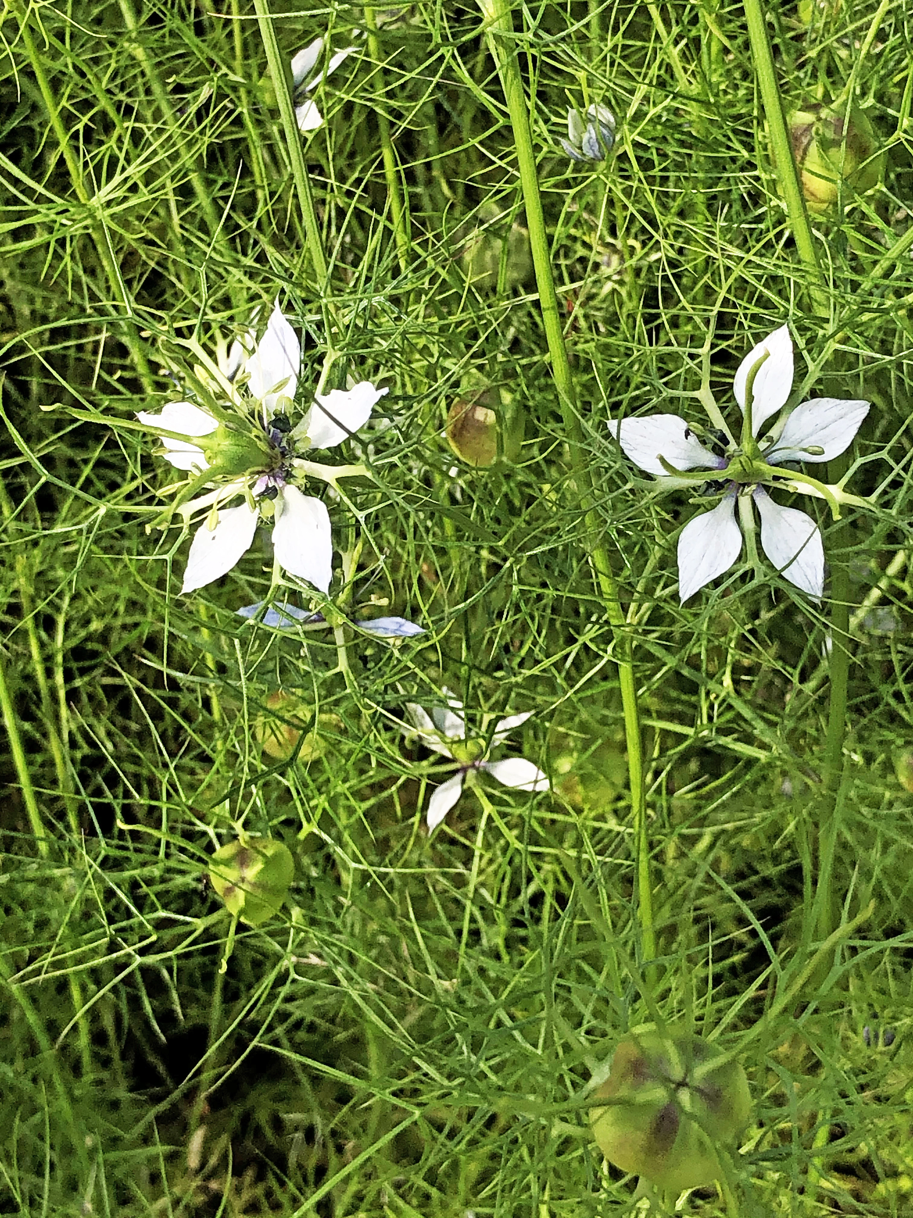 : Nigella damascena.