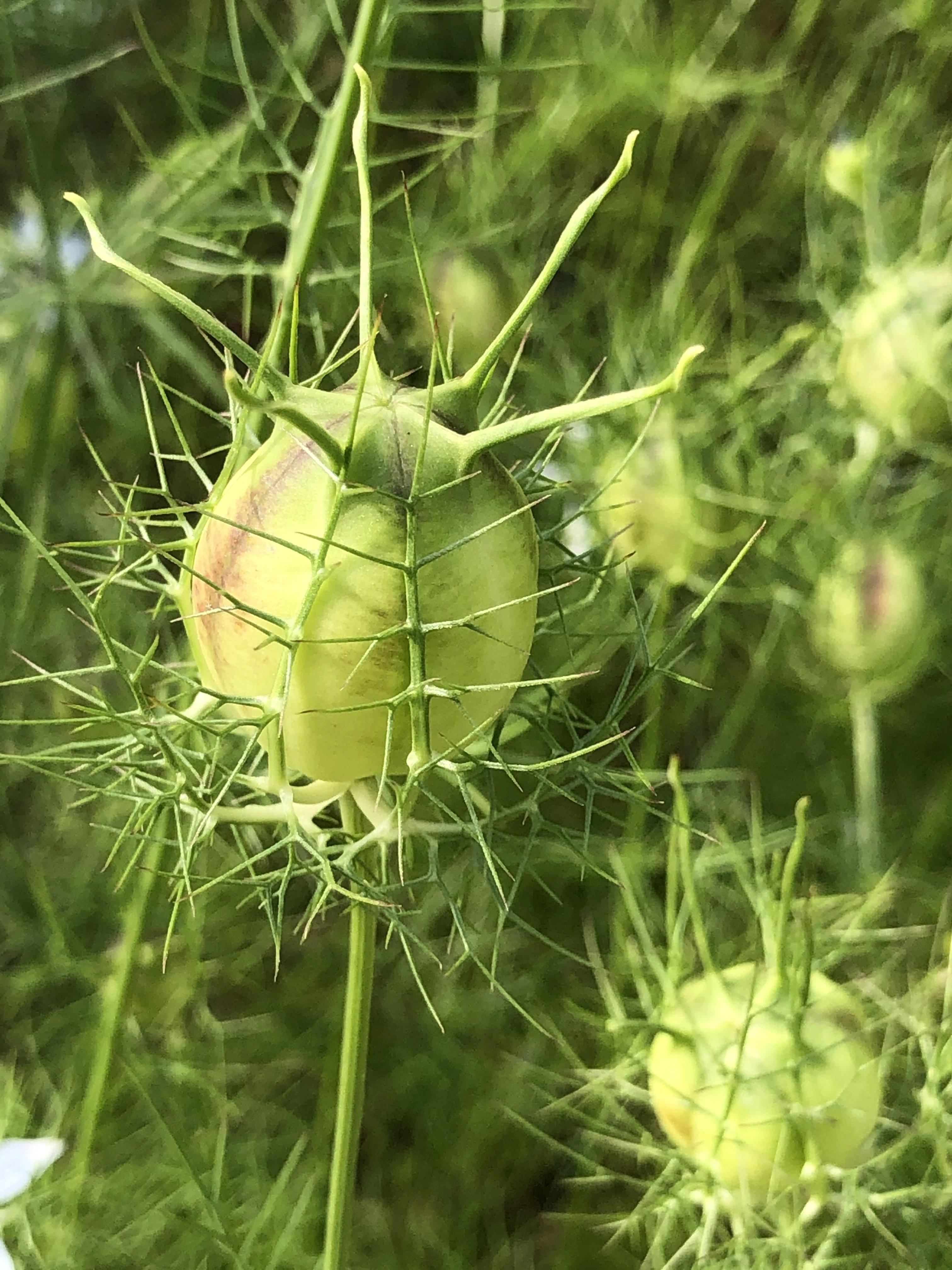 : Nigella damascena.