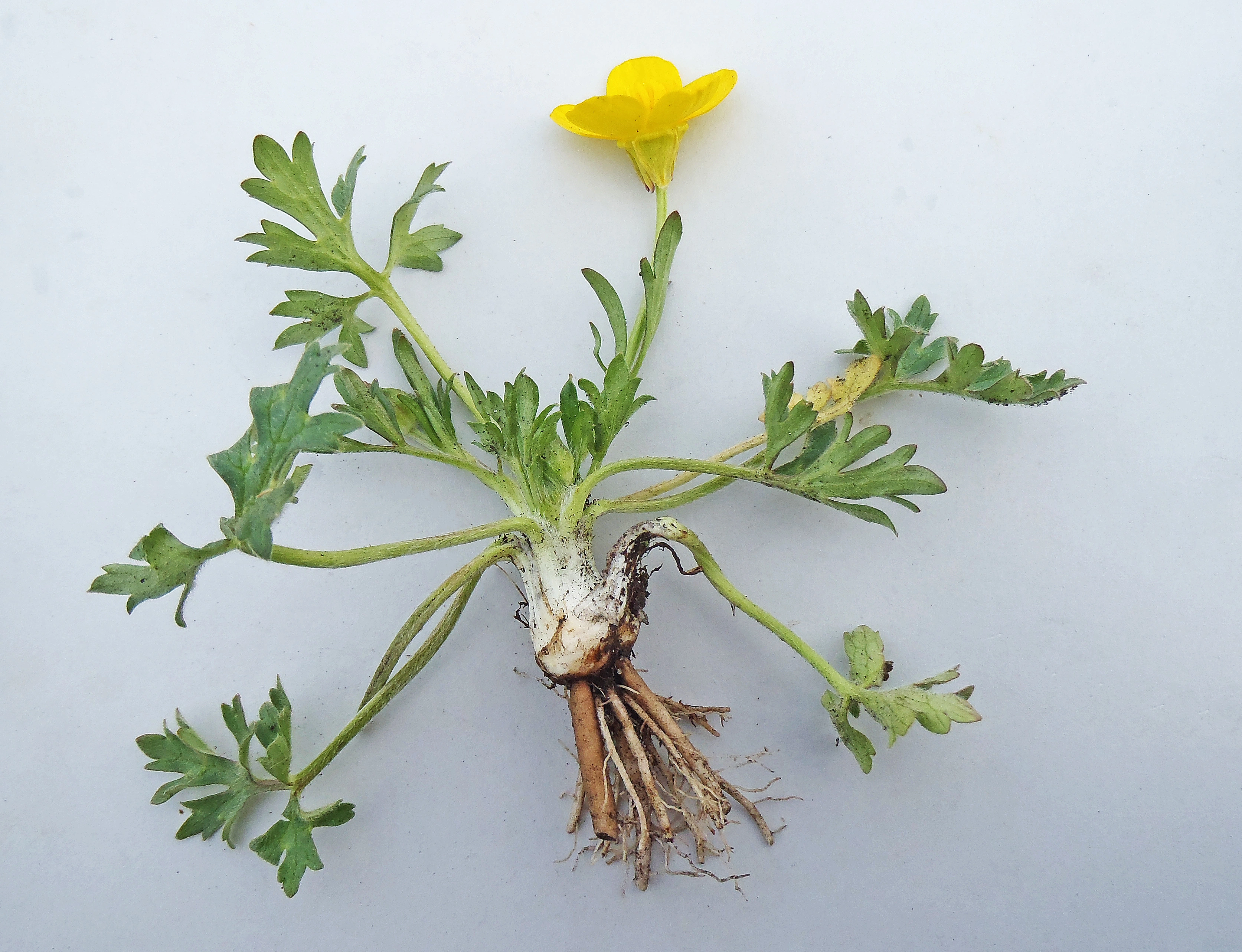 : Ranunculus bulbosus.