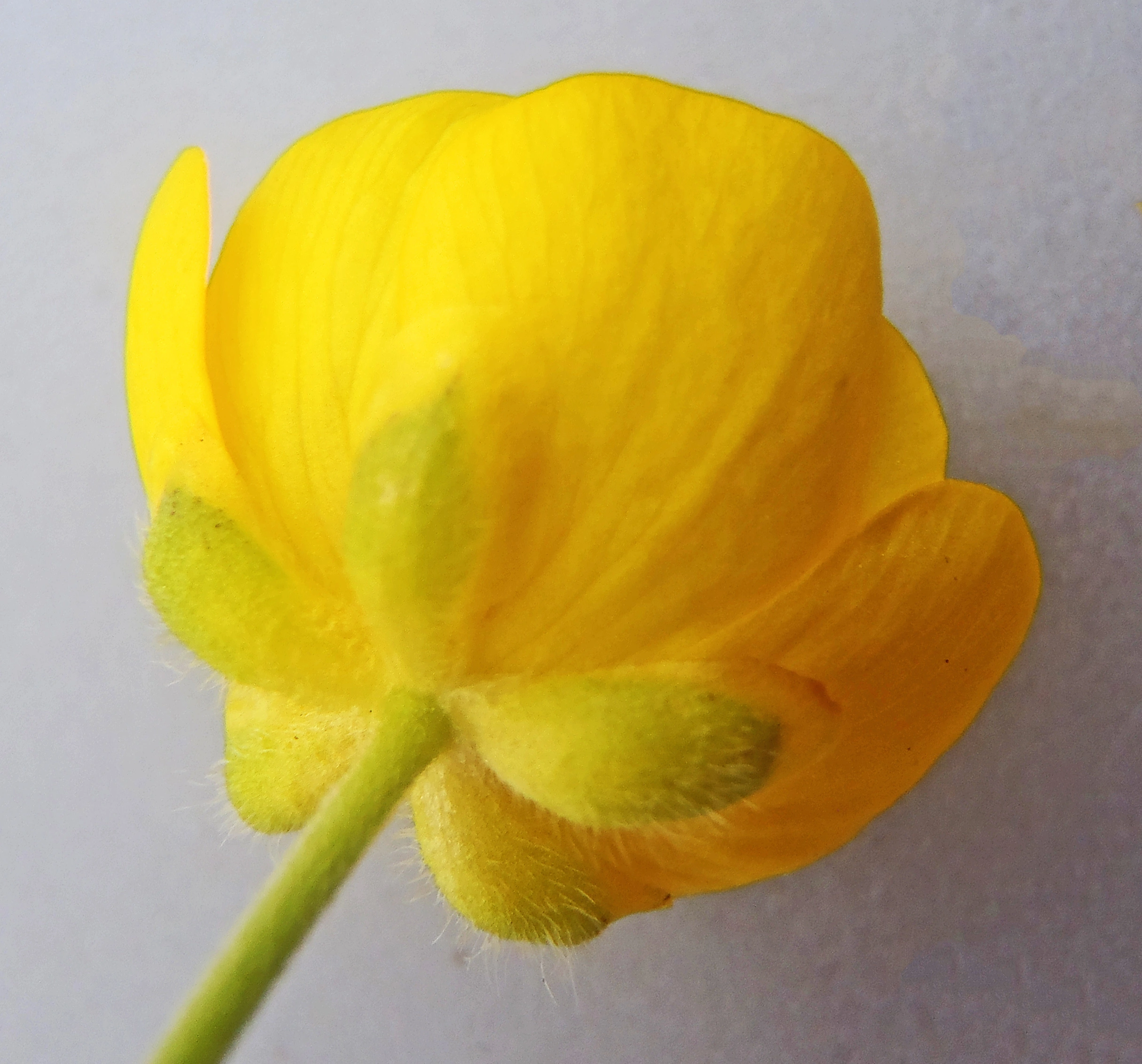 : Ranunculus subborealis.