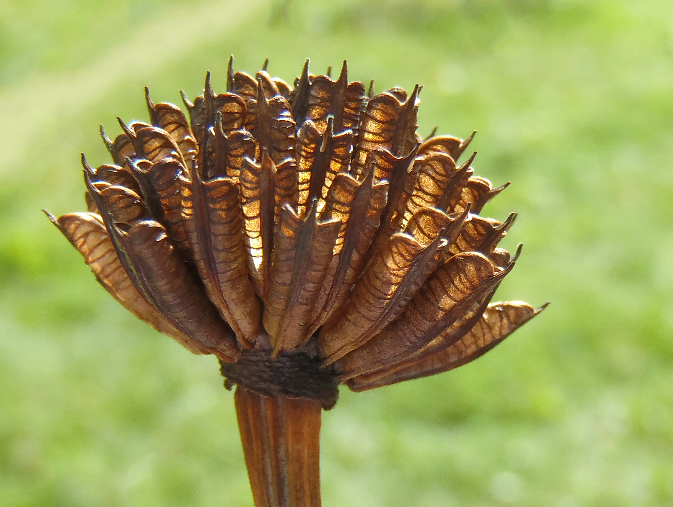 : Trollius europaeus.