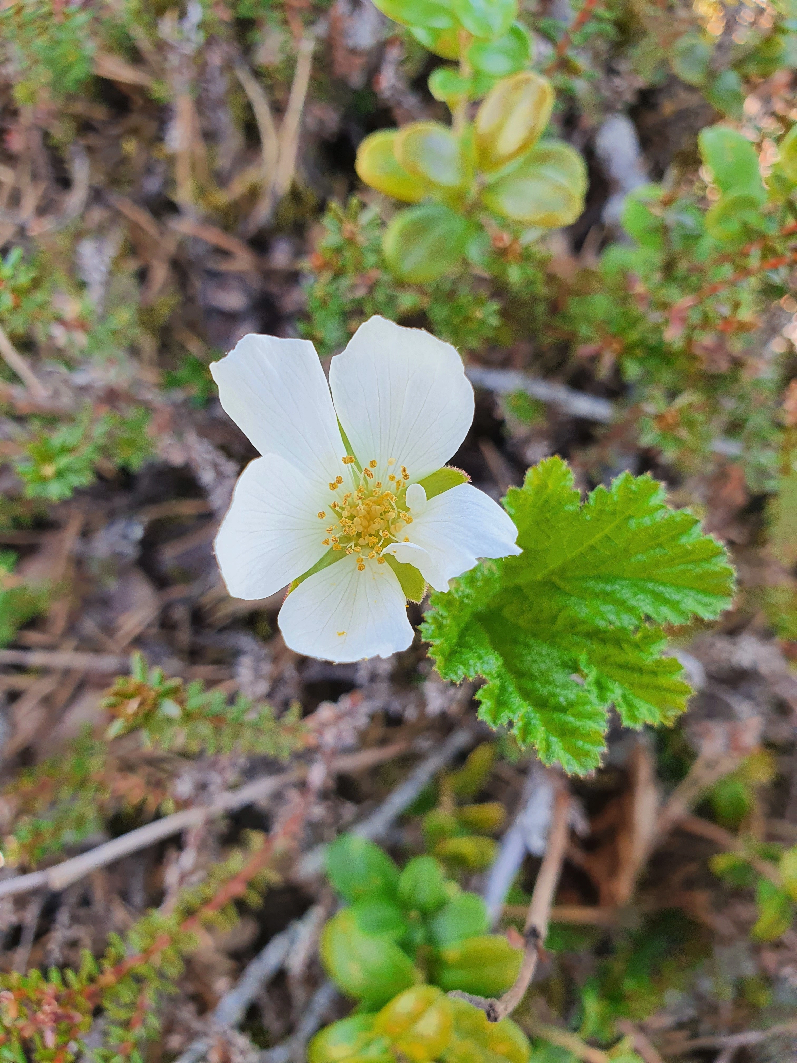 : Rubus chamaemorus.