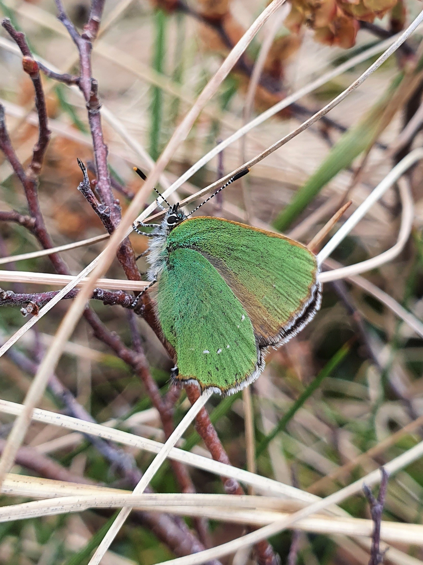 : Callophrys rubi.