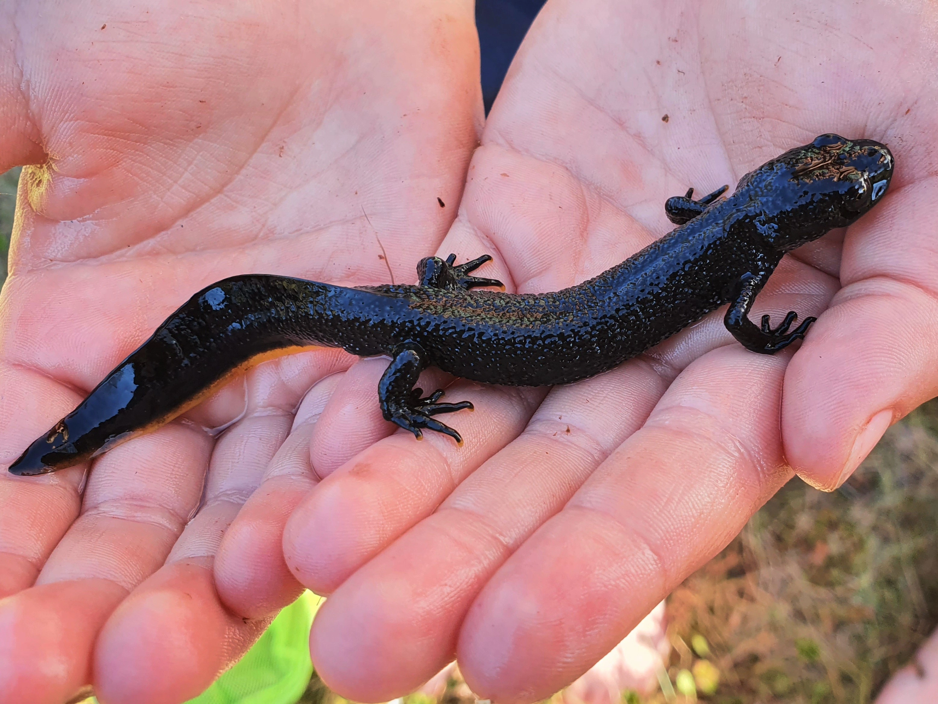 : Triturus (Triturus) cristatus.