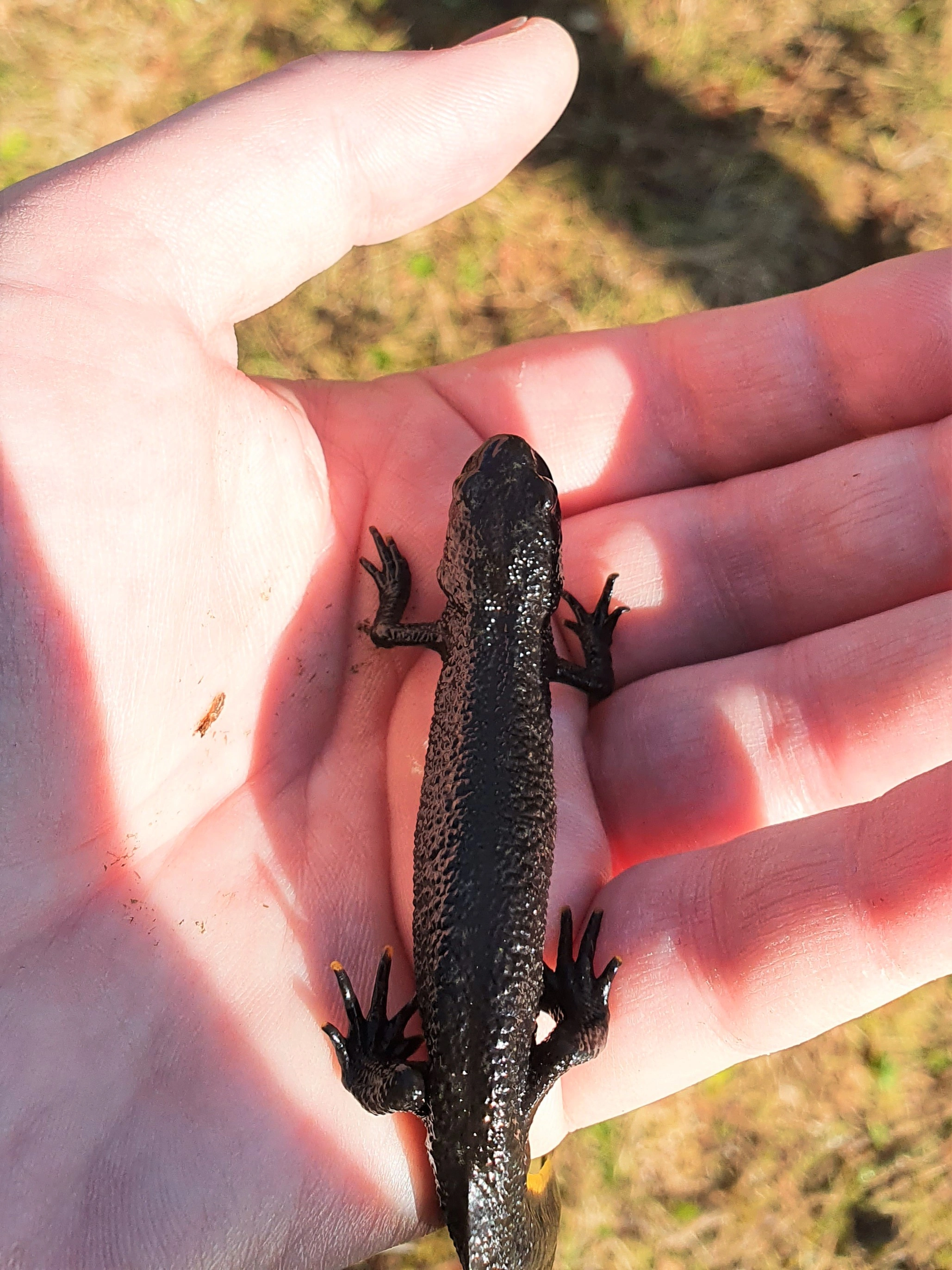 : Triturus (Triturus) cristatus.