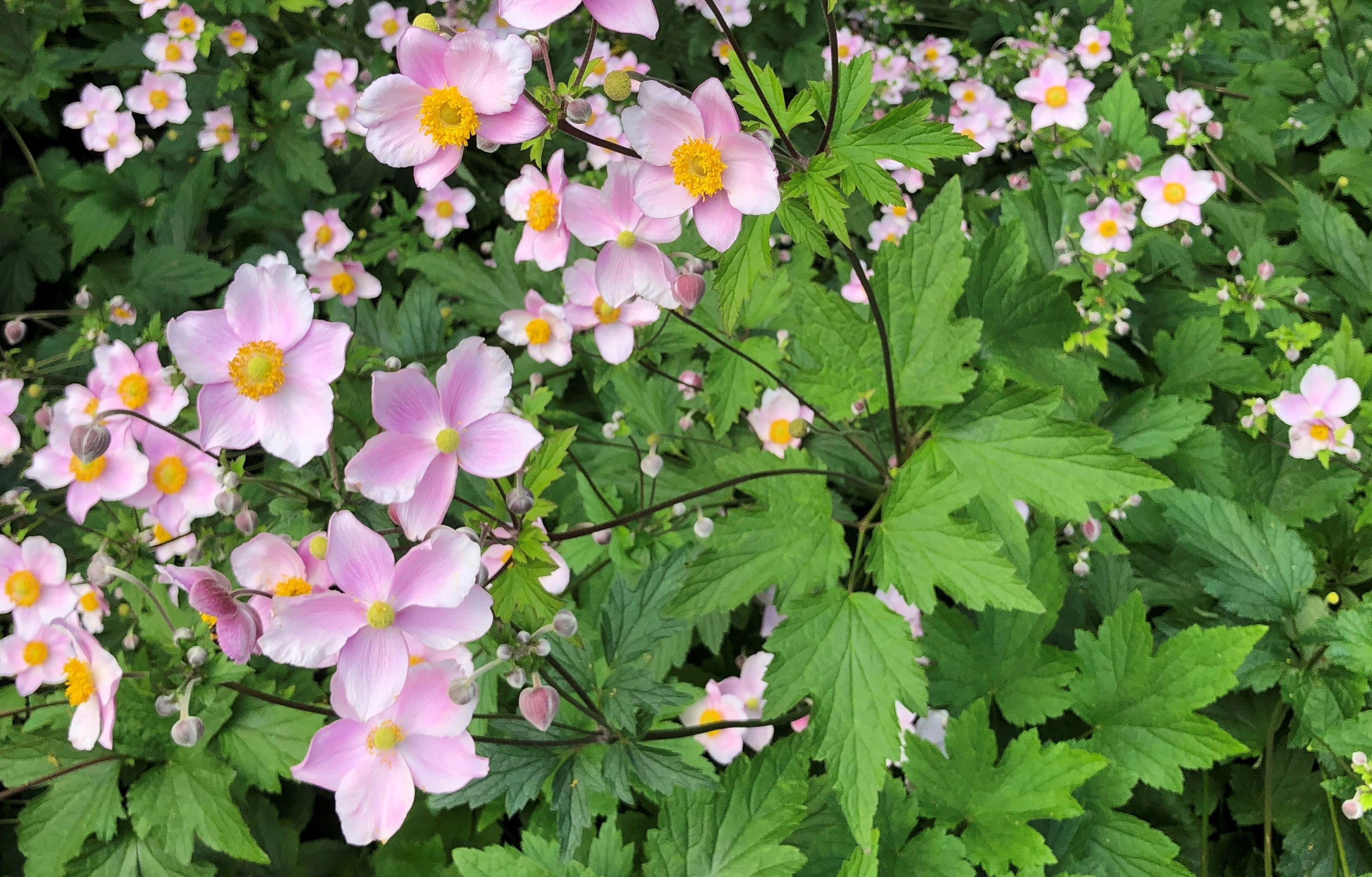 : Anemone scabiosa.