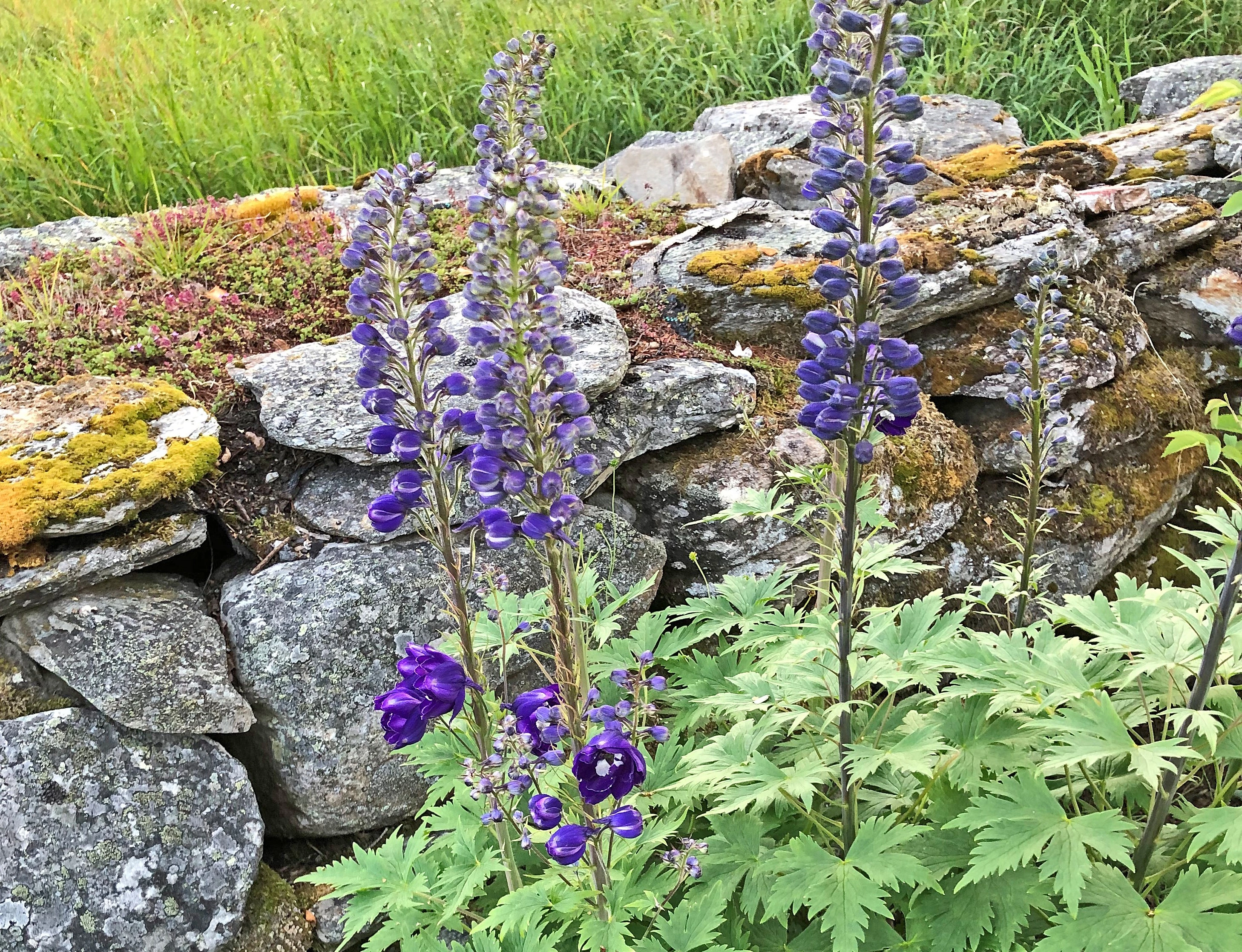 : Delphinium elatum.