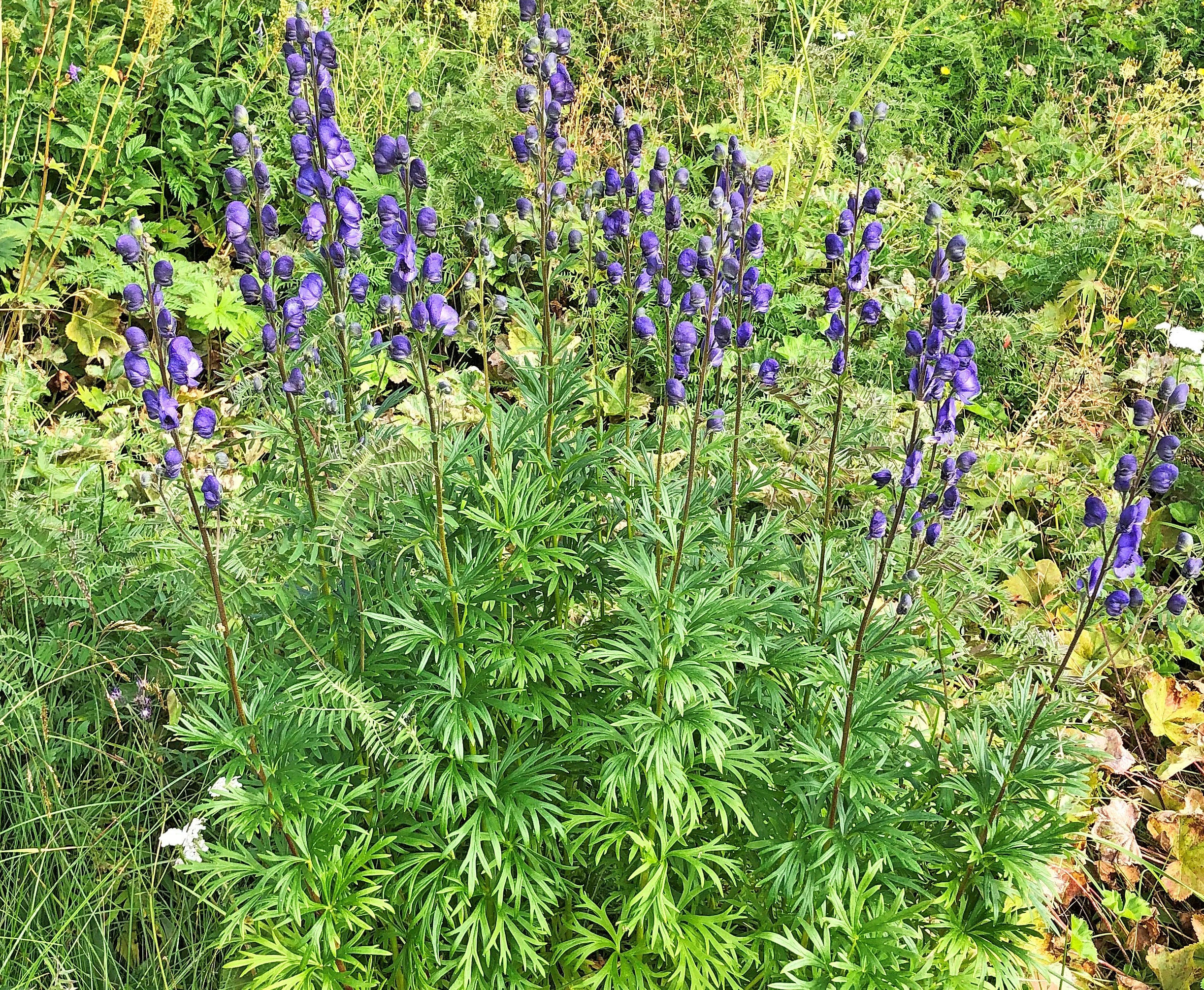 : Aconitum napellus.