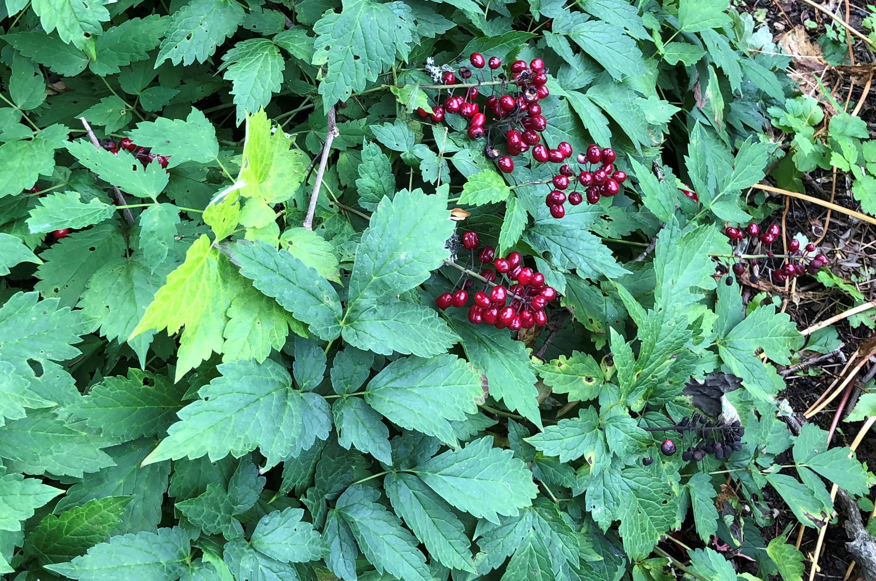 : Actaea rubra.