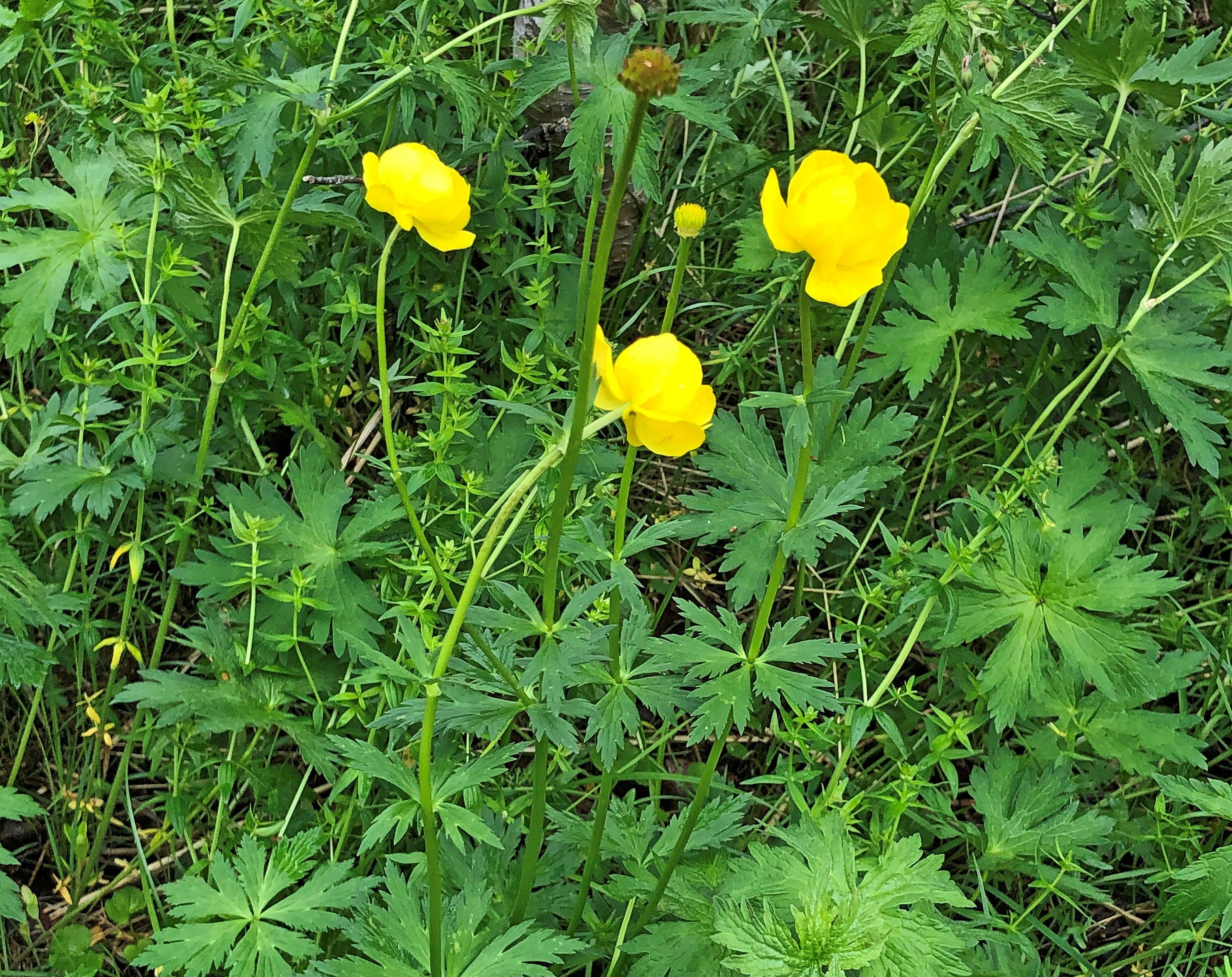 : Trollius europaeus.