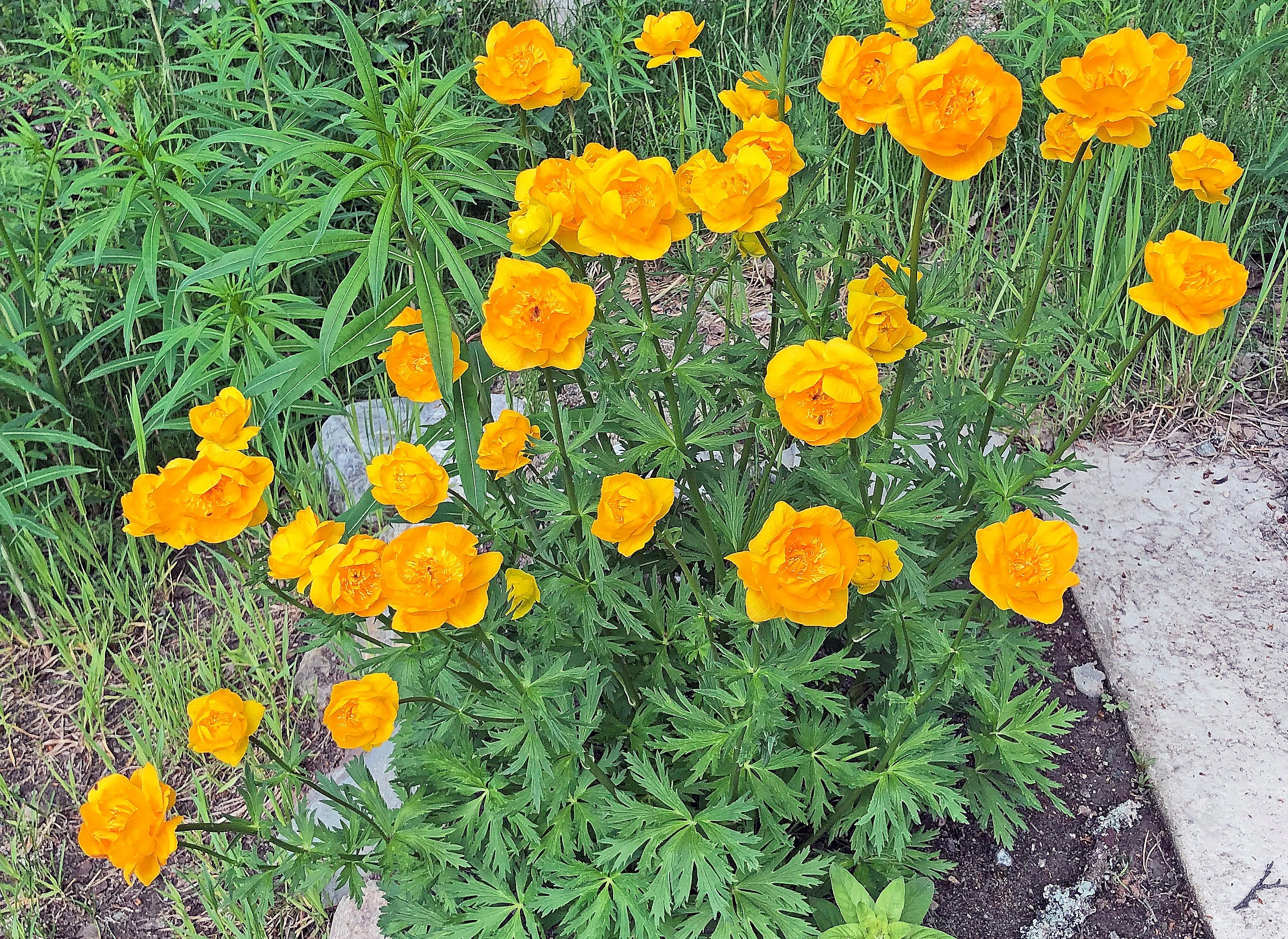 : Trollius asiaticus.