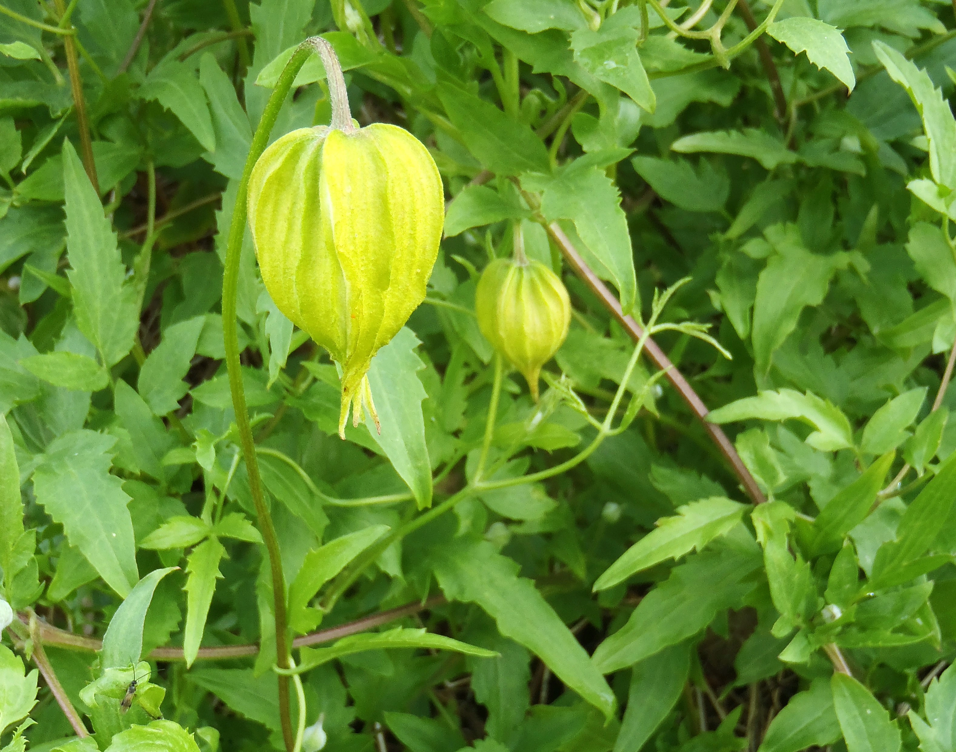 : Clematis tangutica.