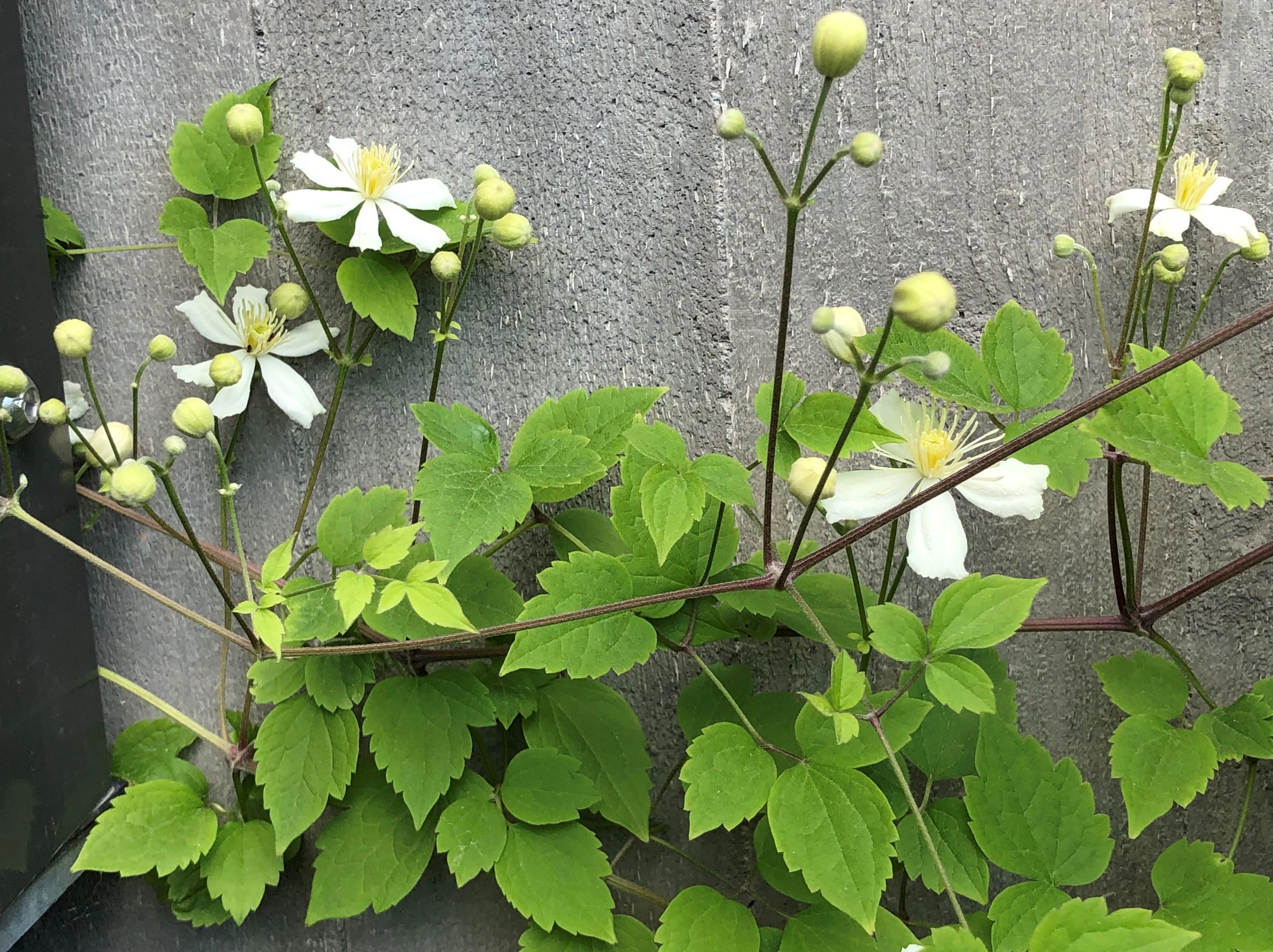 : Clematis vitalba.